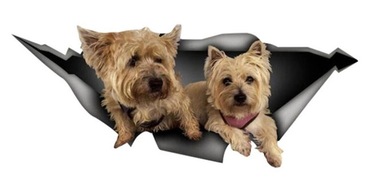 Yavru Terrier Sticker Yapıştırması 20CM