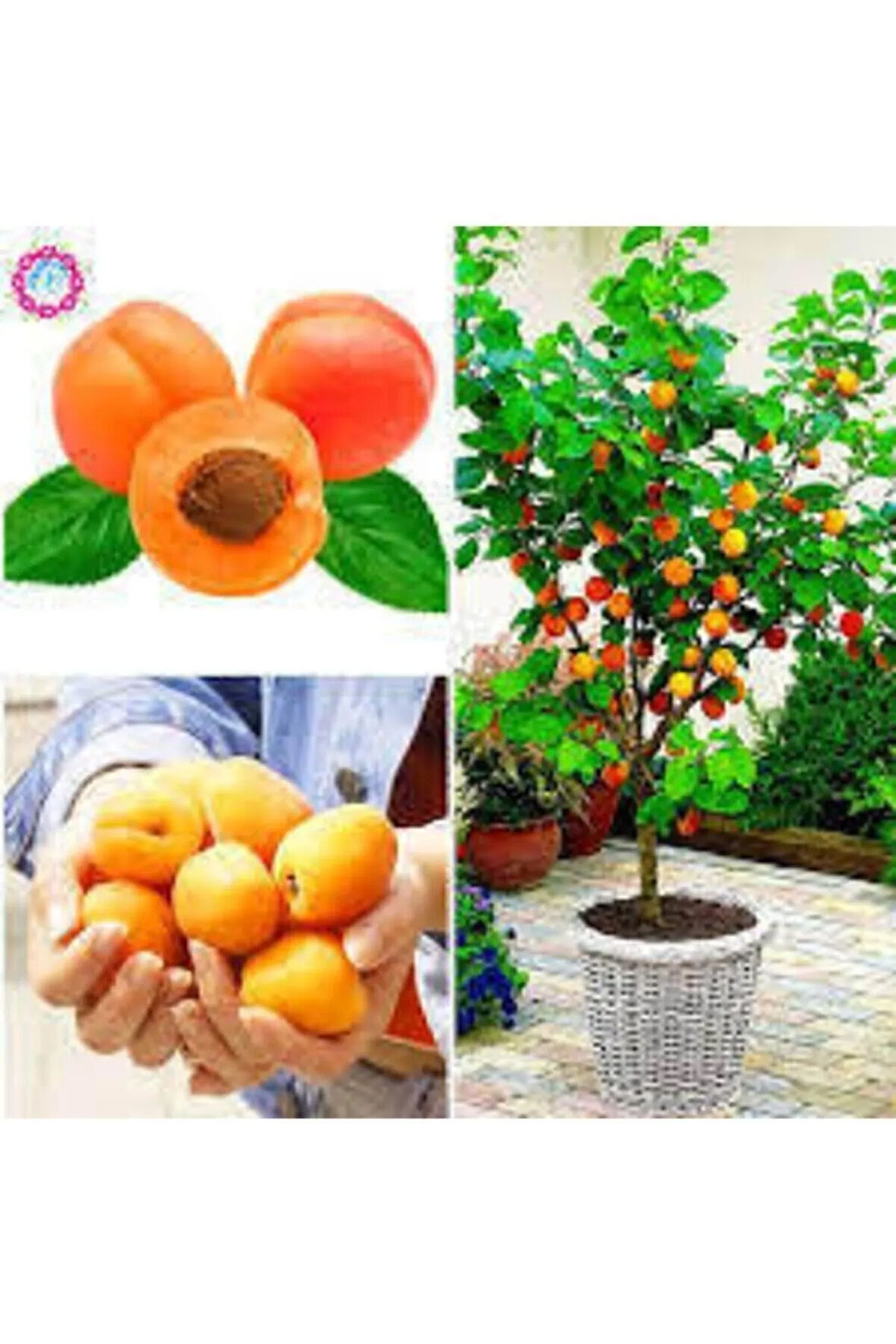 3 Adet Tohum Şekerpare Kayısı Bodur Bonsai Ağaç Tohumu Sürpriz Hediye Tohum