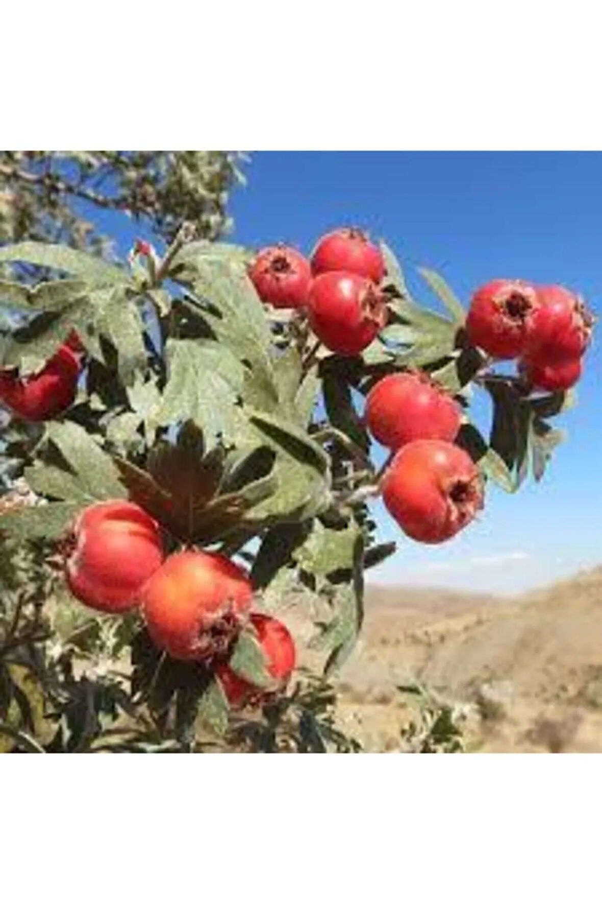 20 Adet Tohum Alıç Yabani Dağ Alıçı Her Derde Deva Alıç Tohumu Saksı Toprak Sürpriz Hediye Tohum