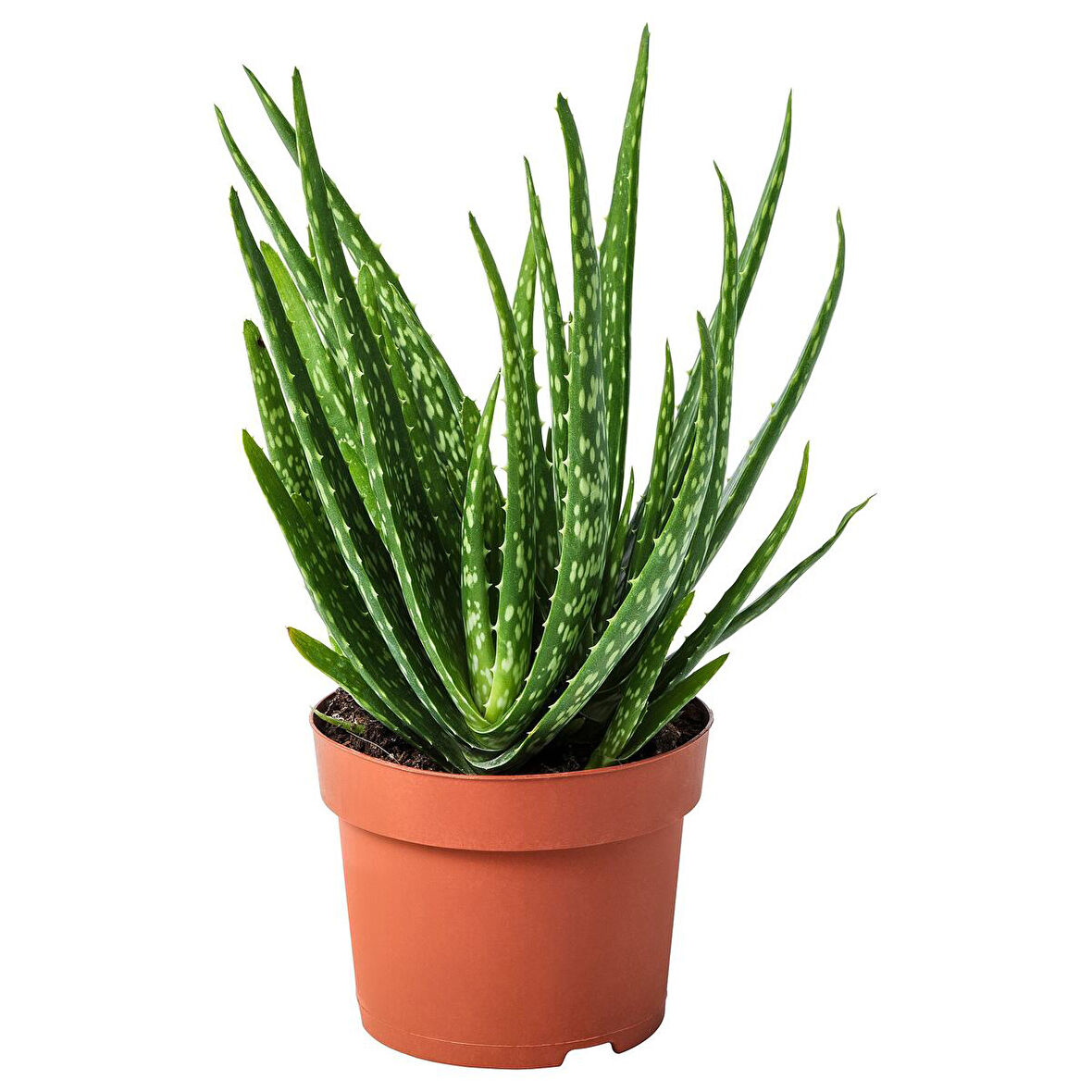 Canlı bitki, yeşil, 12 cm, aloe vera