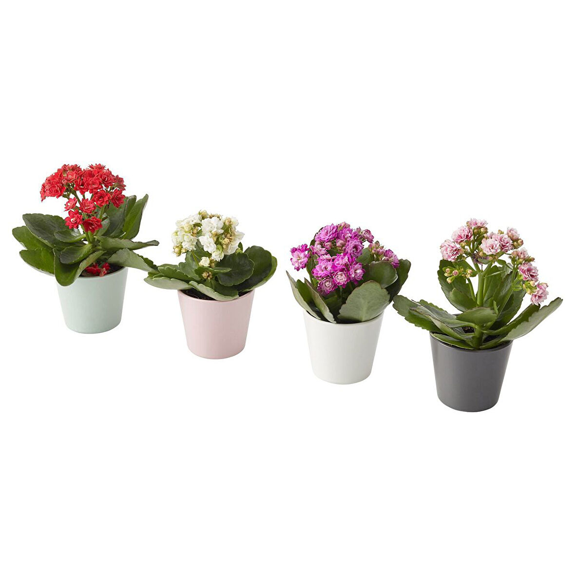 Canlı bitki, çok renkli, 6 cm, Kalanşo