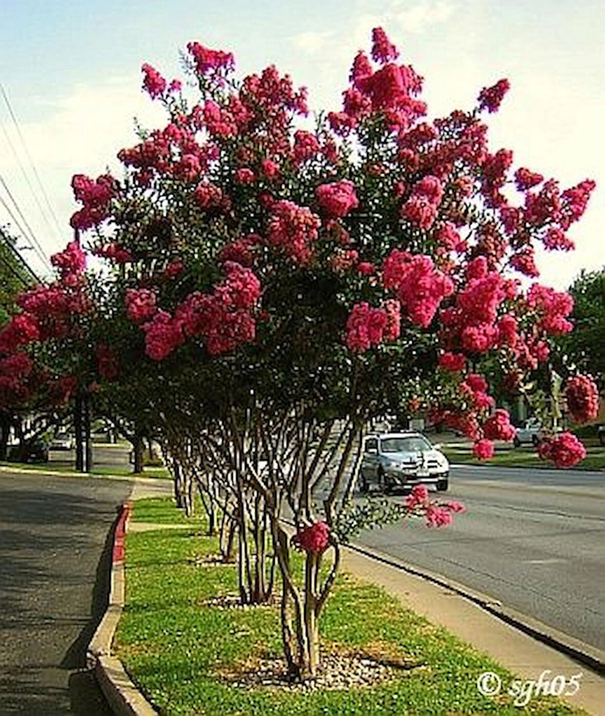 2 Yaş Pembe Oya Ağacı Fidanı (Lagerstroemia indica) - Zarif ve Hoş Çiçekli Bahçe Bitkisi