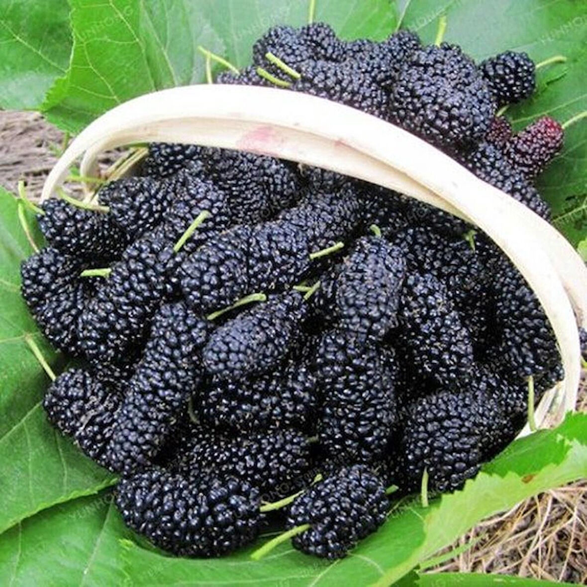 Avustralya Cinsi Siyah Dut Fidanı 60 -80 Cm 1-2 Yaş Arası