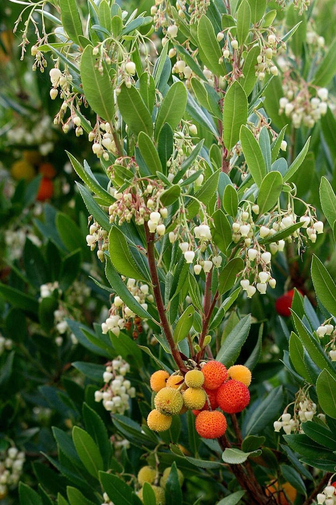 3 Adet Kocayemiş (Arbutus unedo) Fidanı - Meyve Veren ve Dayanıklı Bitki, 1-2 Yaş Arası Tüplü