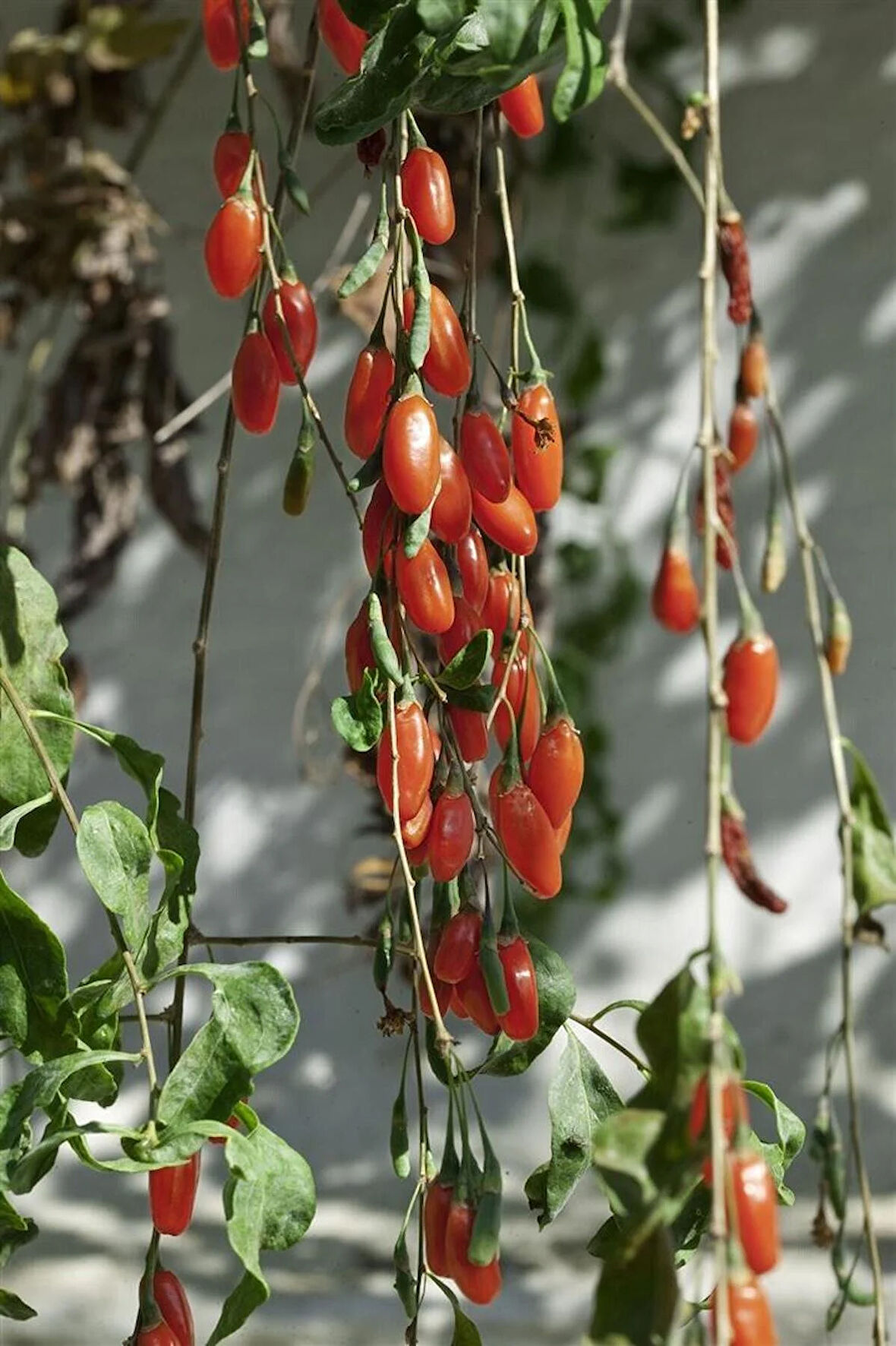 Goji Berry Fidanı 3'lü Paket (Lycium barbarum) - Sağlıklı Meyve Çalı