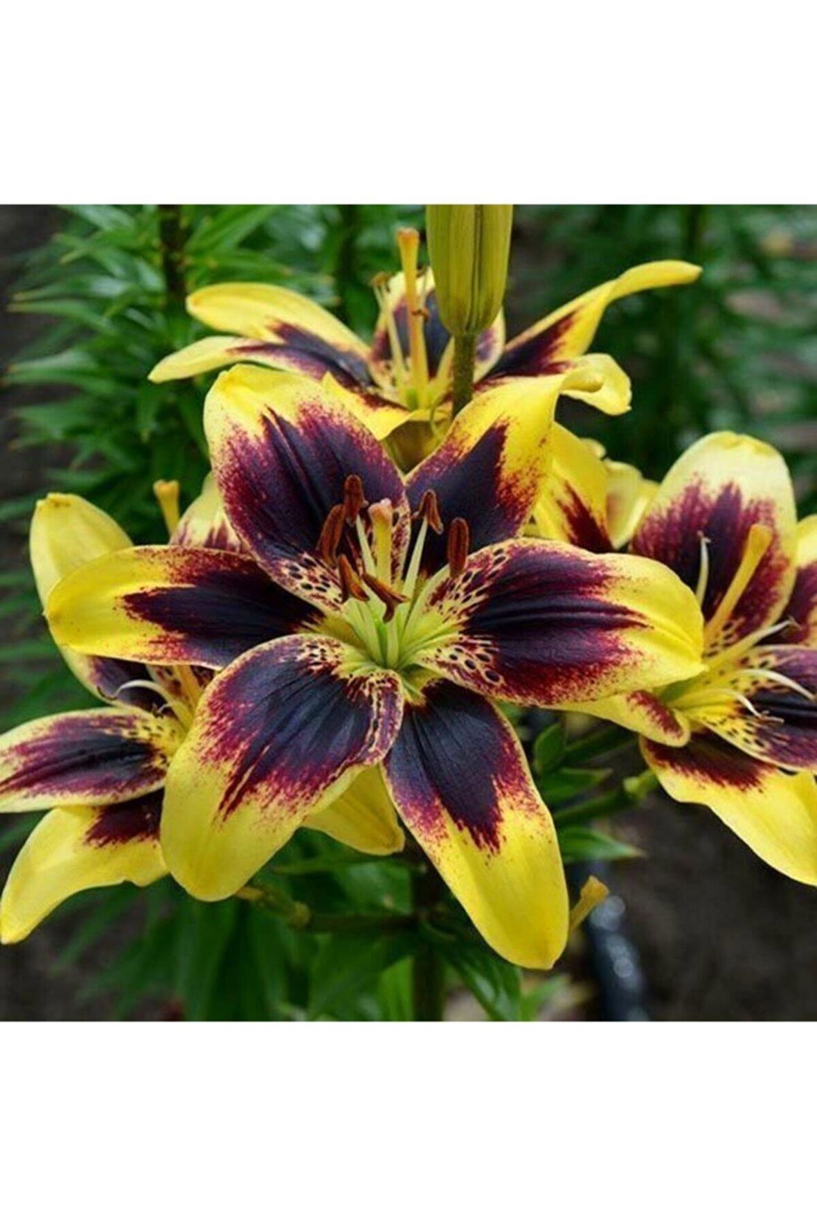 Zambak Soğanı (2 Adet)