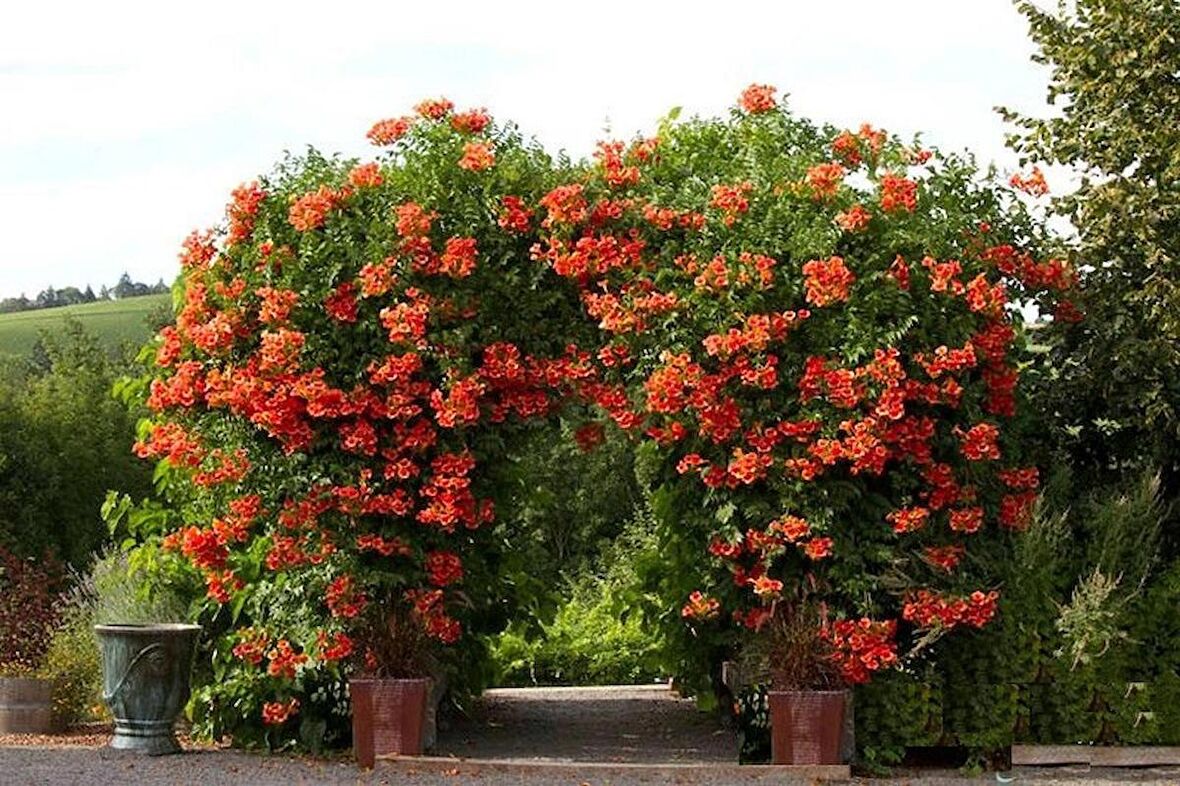 9 Adet Acem Burusu Sarmaşığı campsis radicans 40-60 Cm. Torbada