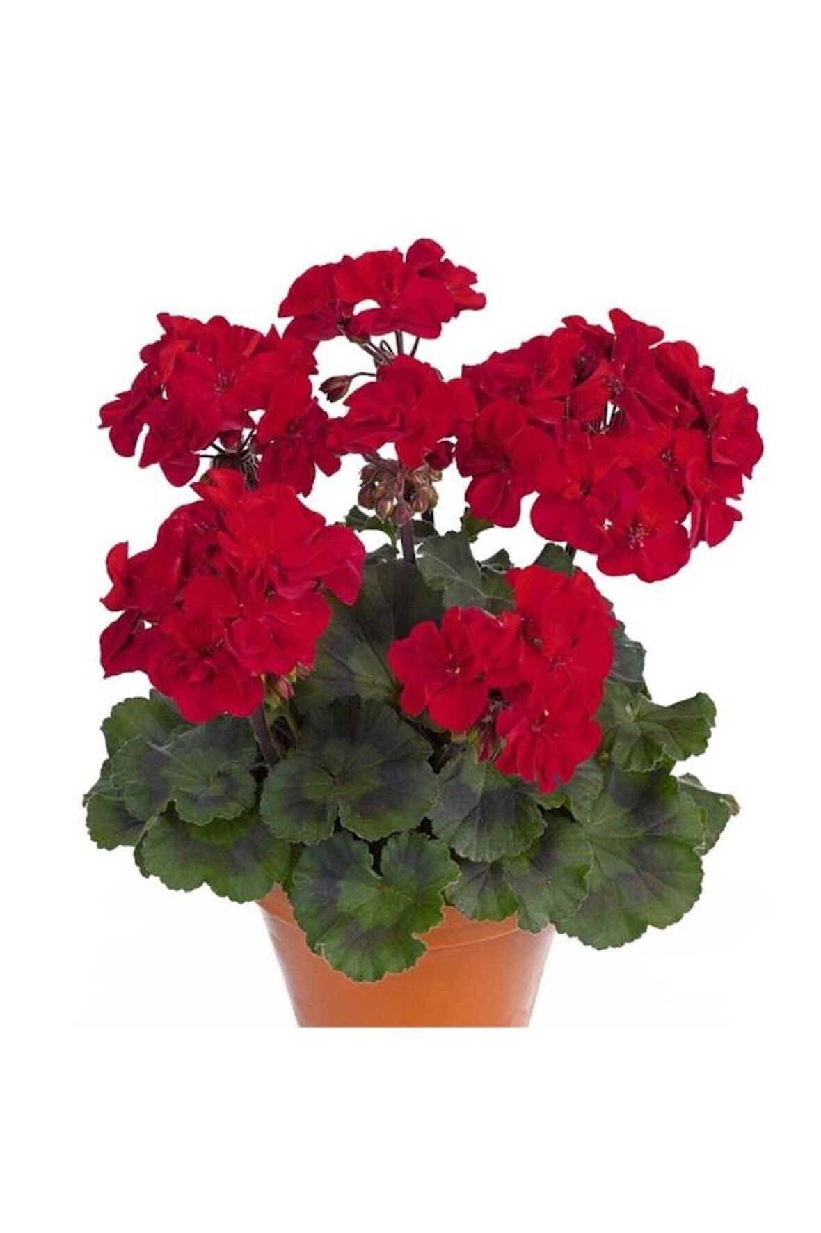 Saksılı Sardunya Çiçeği Kırmızı 10-20 cm
