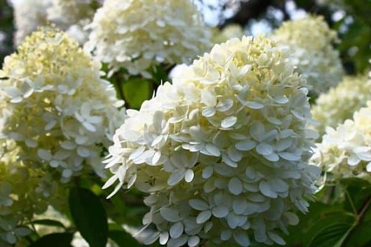 Ortanca Paniculata "Annabelle Paniculata" Beyaz Çiçekli 1-2 Yaş Arası Tüplü