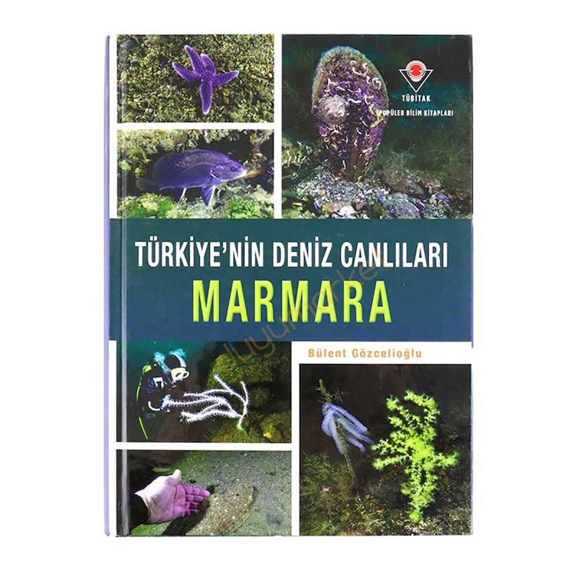 Türkiyemp#039nin Deniz Canlıları - Marmara