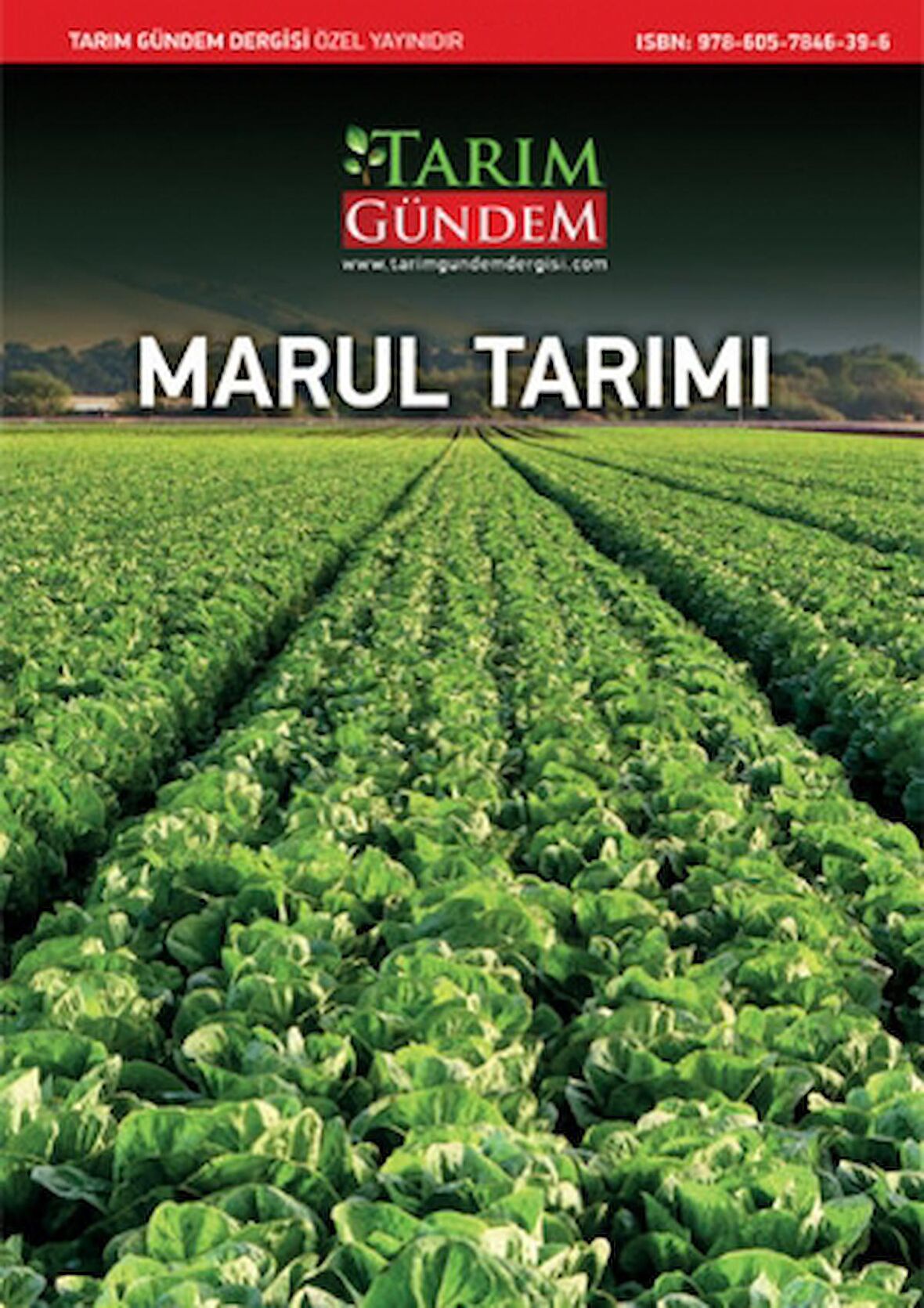 Marul Tarımı