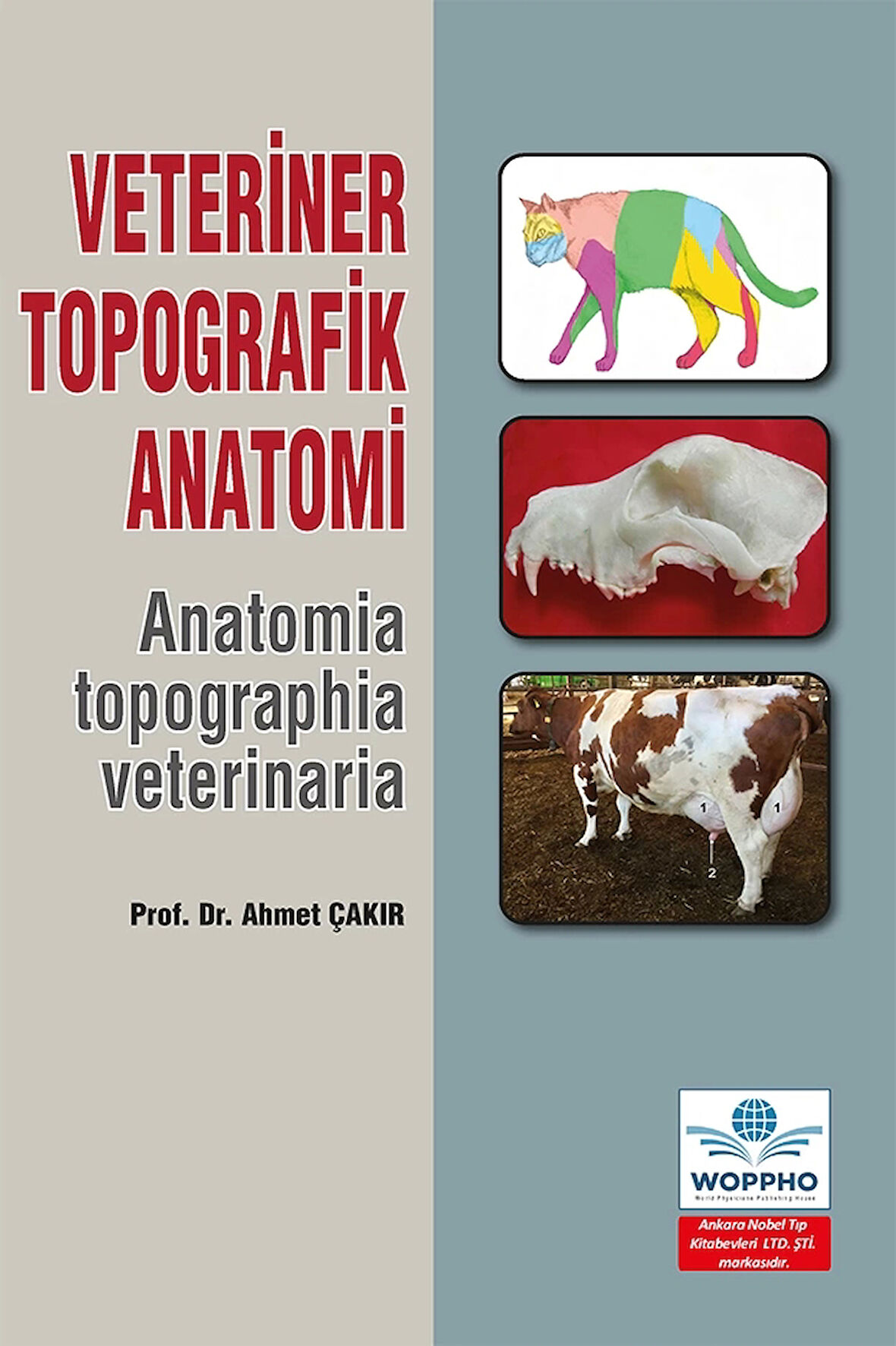 Veteriner Topografik Anatomi