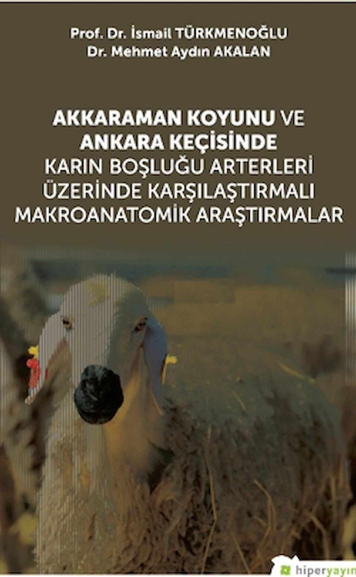 Akkaraman Koyunu ve Ankara Keçisinde Karın Boşluğu Arterleri Üzerinde Karşılaştırmalı Makroanatomik Araştırmalar