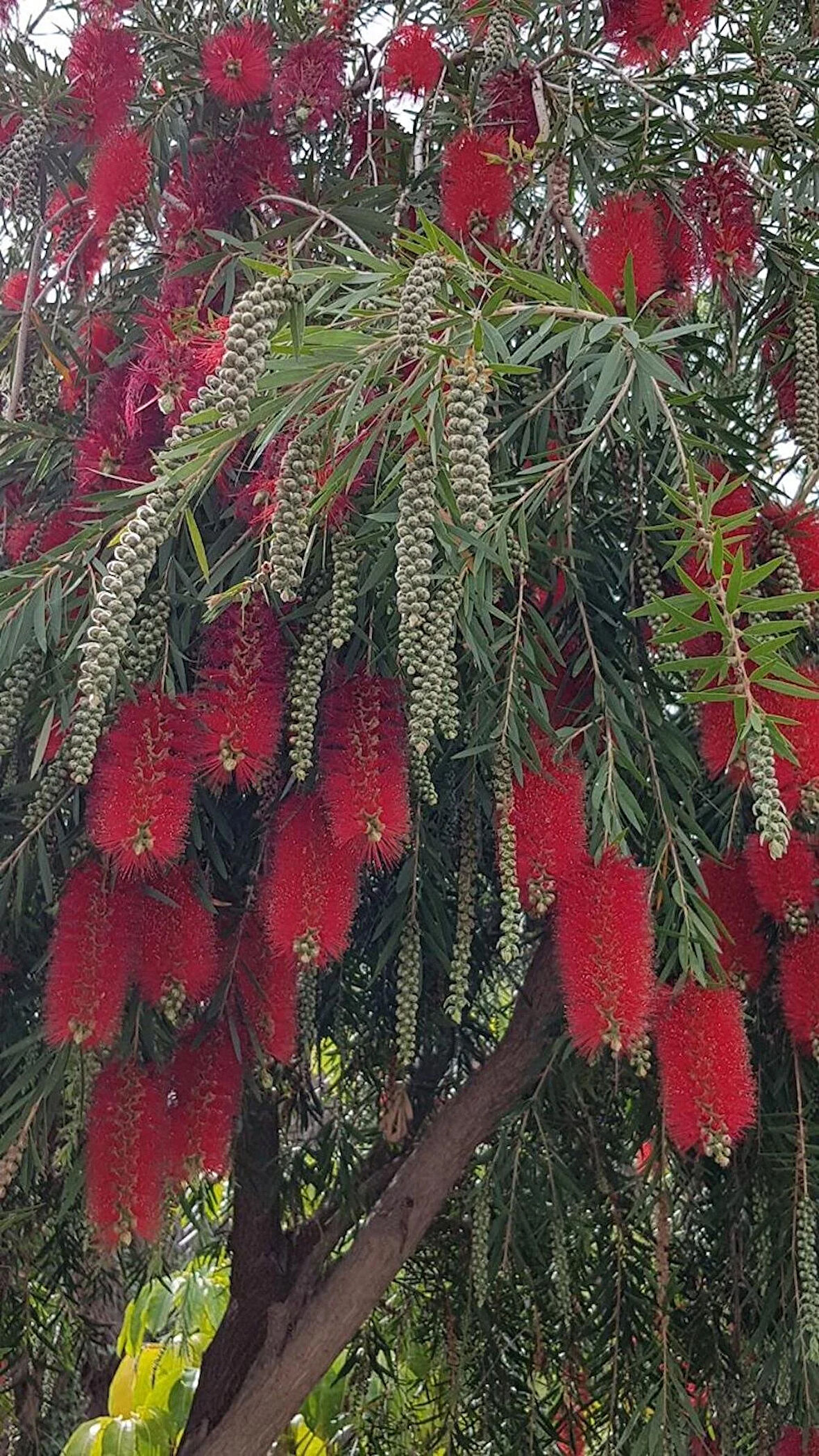 Fırça Çalısı (Callistemon citrinus) Fidanı - 2 Yaş, Kırmızı Çiçekli ve Dayanıklı