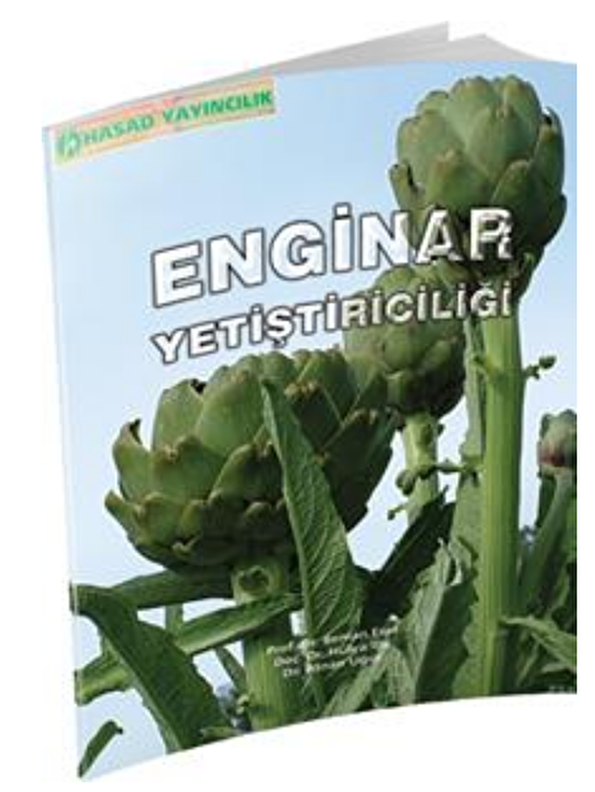 Enginar Yetiştiriciliği