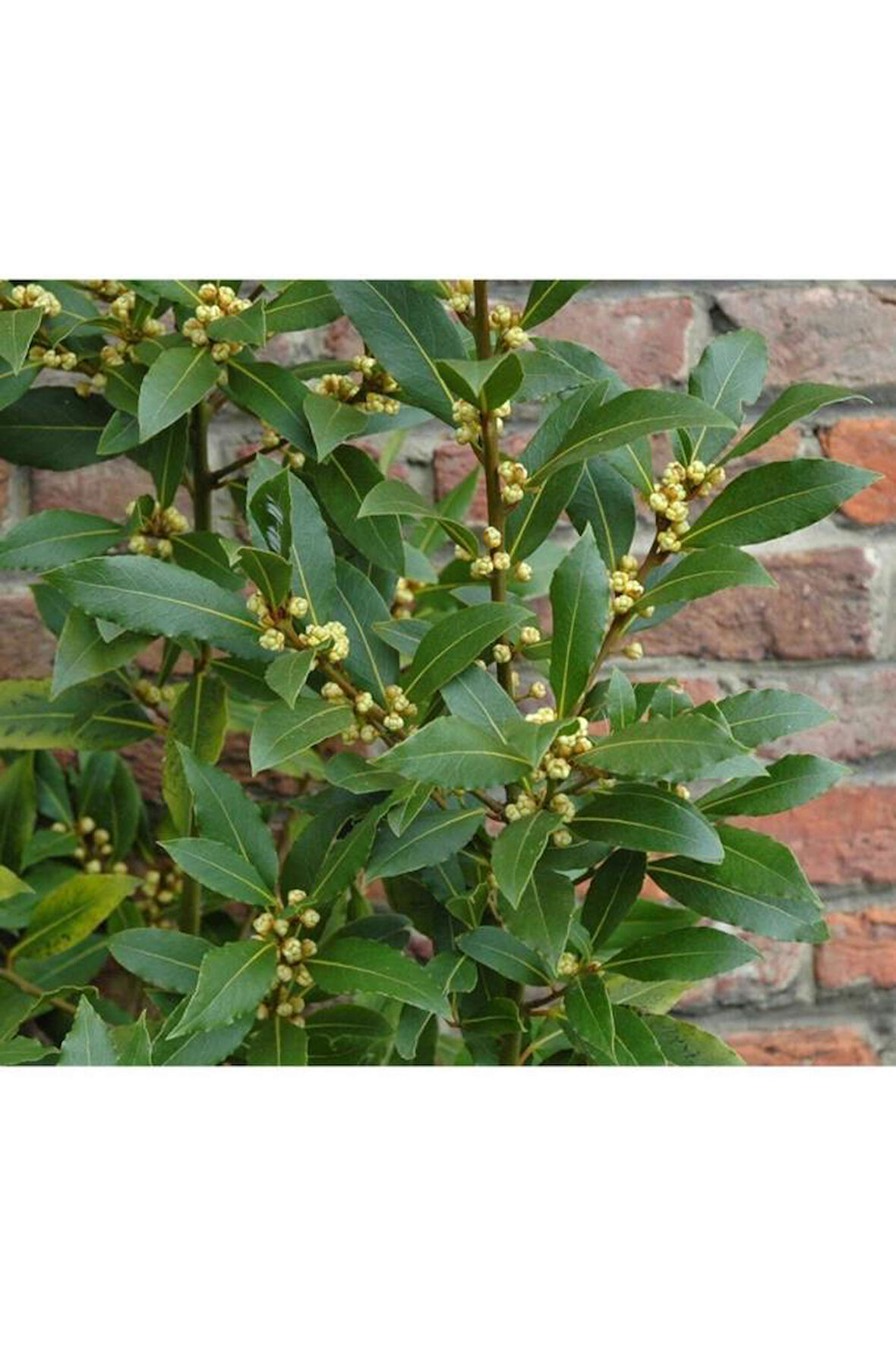 Laurus Nobilis Defne Fidanı Saksılı