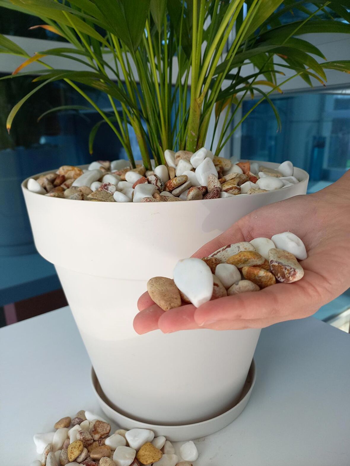 Renkli Çakıl Taşı 1 Kg 1-2 cm Saksı Dibi Teraryum Saksı Süs Vazo