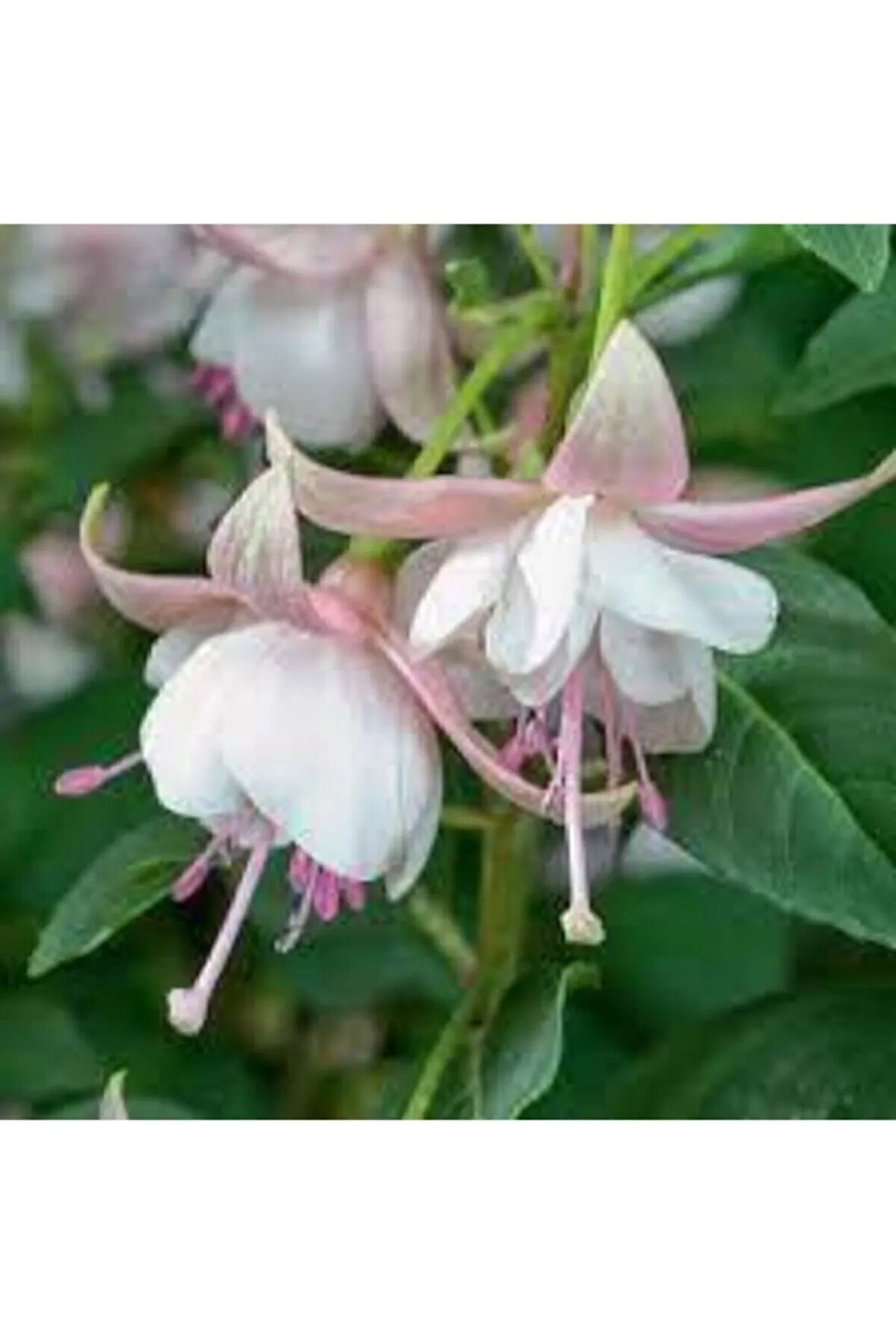 10 Adet Tohum Nadir Pembe Küpeli Çiçek