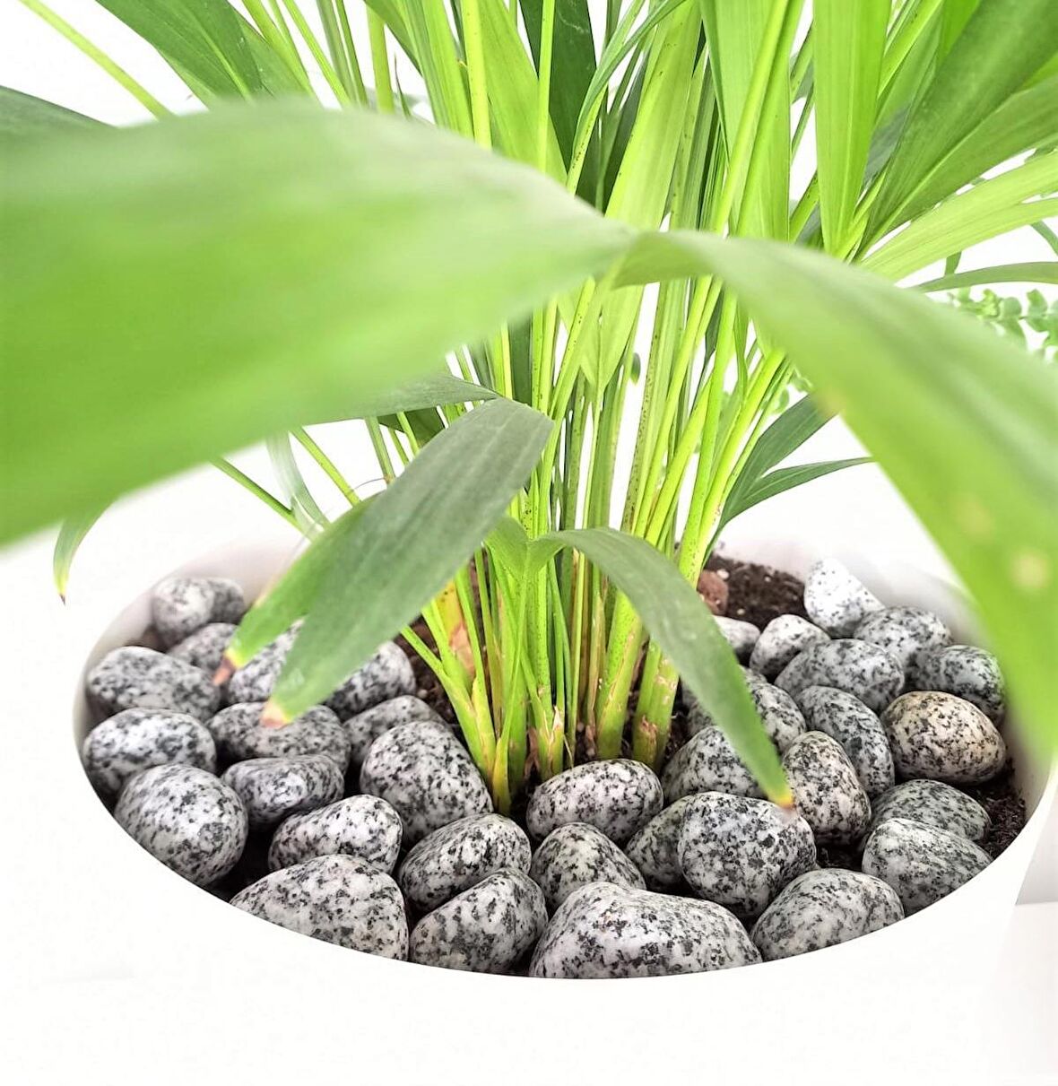 Benekli Dolomit Taş 8 Kg 2-4 Cm Granit Bahçe Dere Taşı Çakıl Taşı