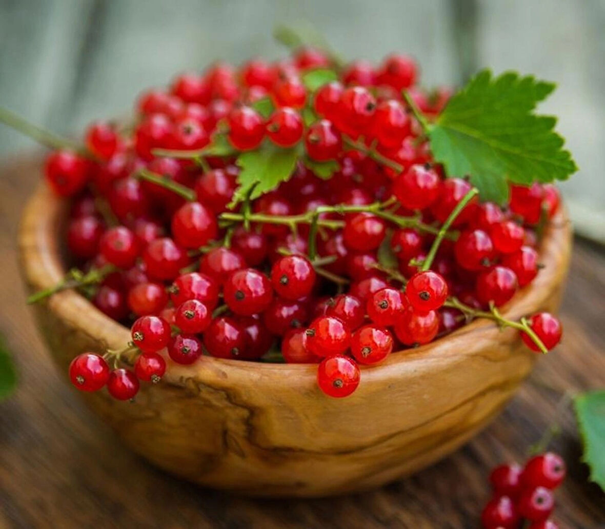 1-2 Yaş Arası Tüplü Kırmızı Meyveli Frenk Üzümü (Ribes rubrum) Fidanı - Bahçenize Şifalı ve Lezzetli Meyveler Katın