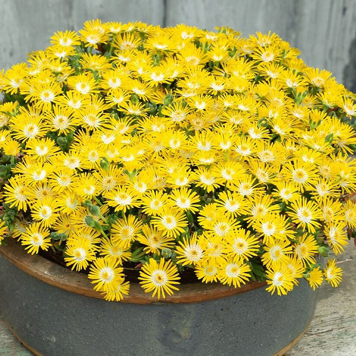 Yayılıcı Sarkıcı Delasporma Yellow Buz Çiçeği Fidesi (2 Adet)