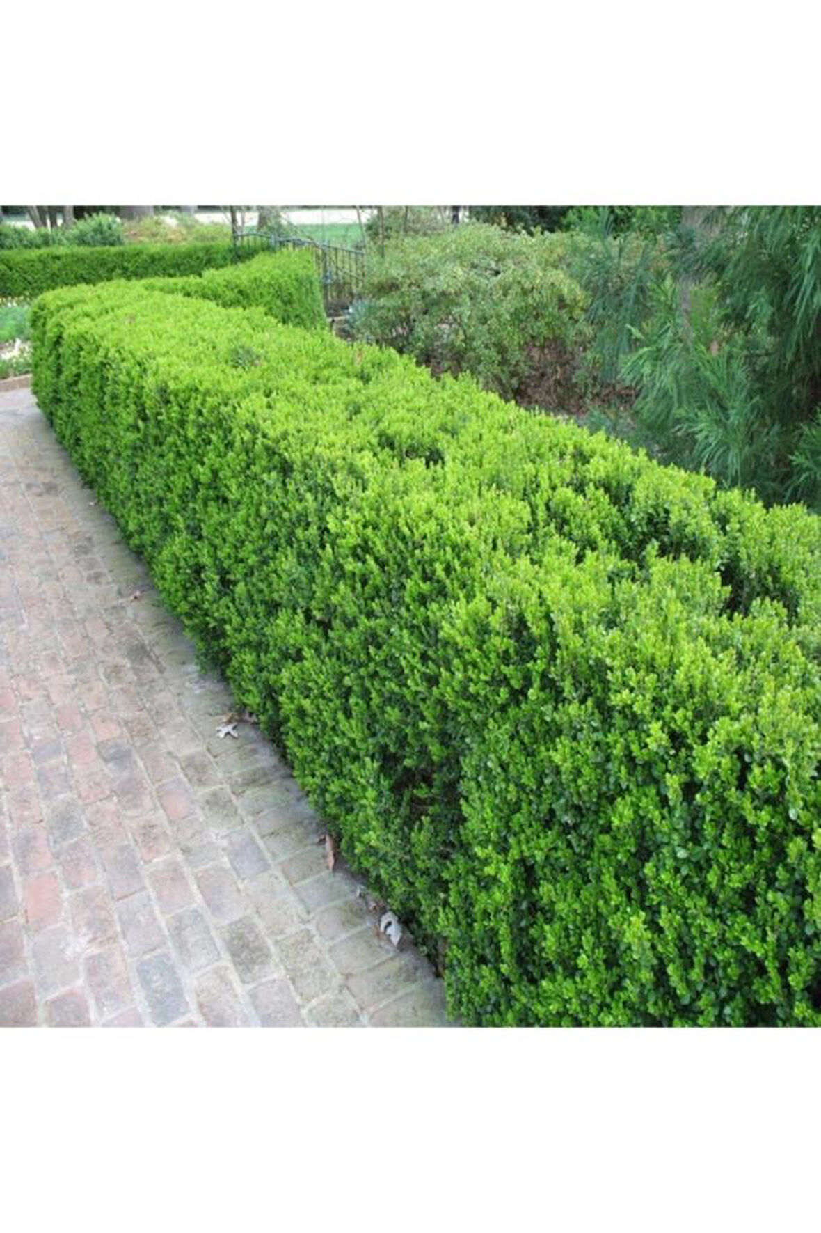 Şimşir (Buxus Sempervirens) Fidanı 20-40 Cm