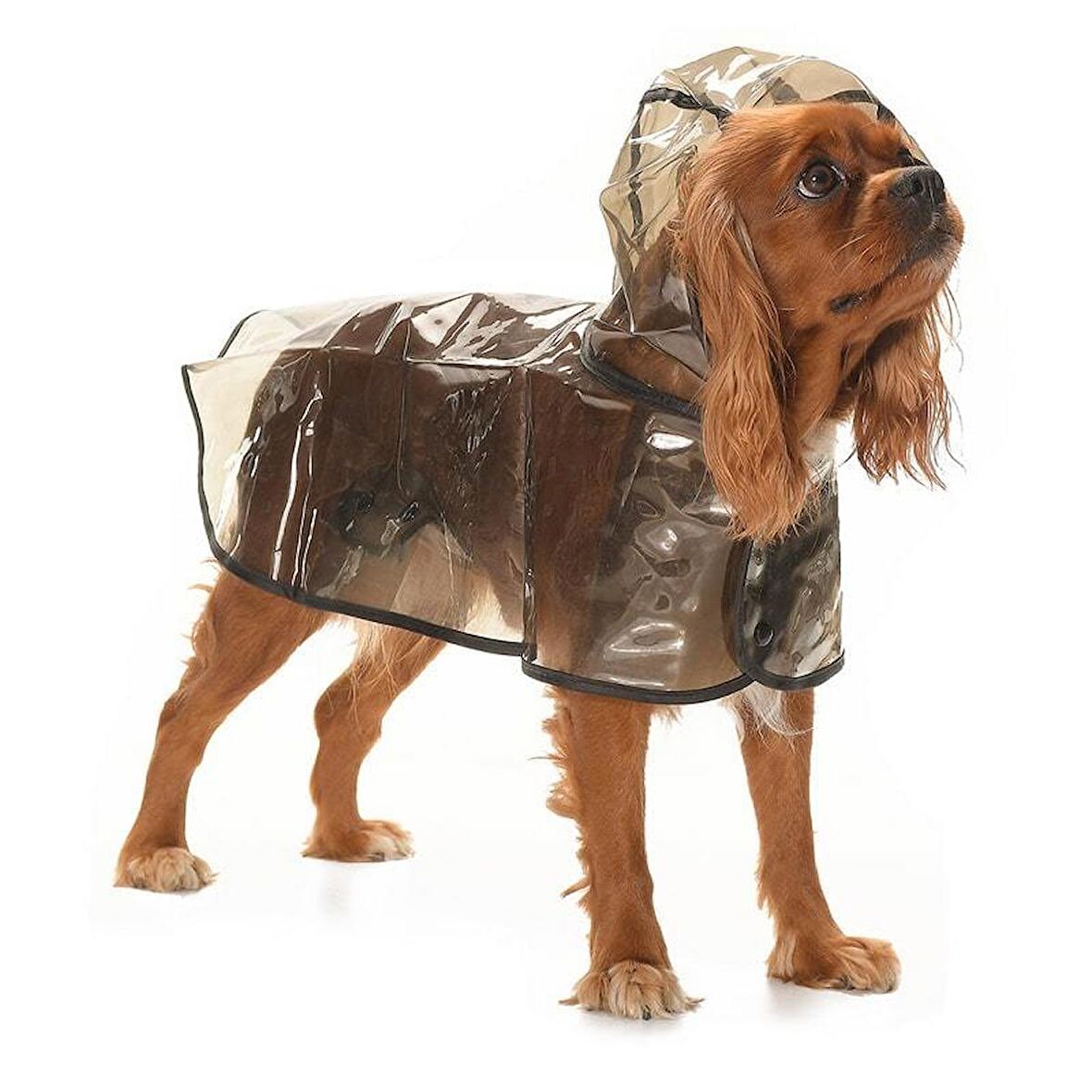 Köpek Küçük ve Orta Irk Yağmurluk Otso Şeffaf Siyah