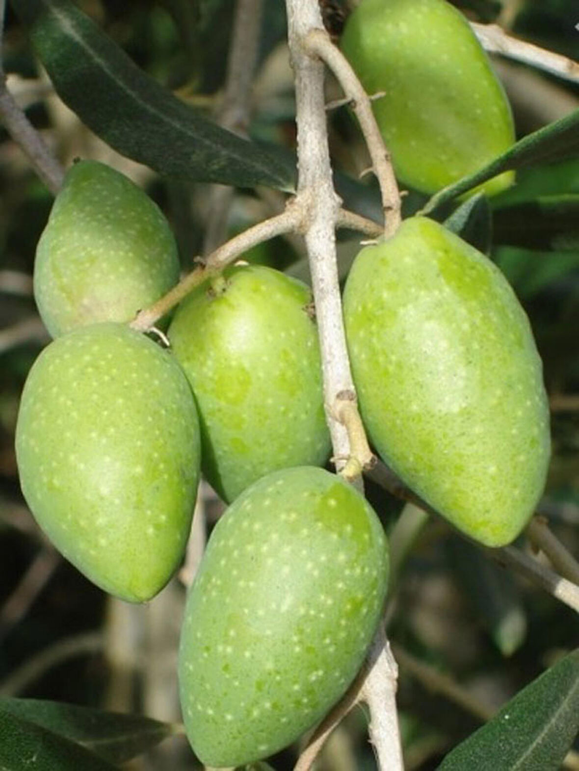 2 Adet Memecik İri Meyveli Zeytin Fidanı Tüplü 2 Yaşında 1 Metre