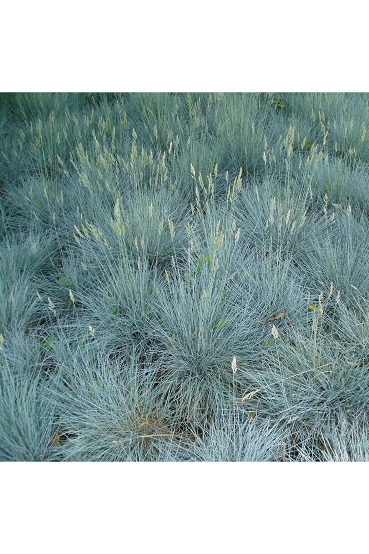 Mavi Çim Festuca Glauca ( saksılı ) 
