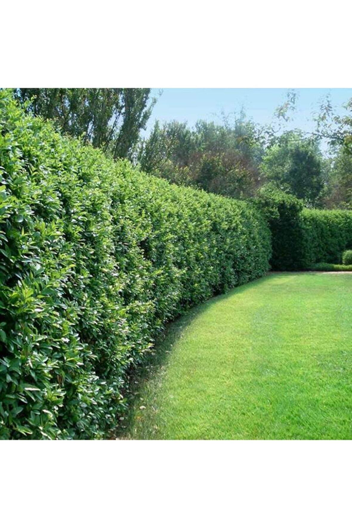Çit Bitkisi Ligustrum Kurtbağrı Fidanı Boy 90-110cm 4 Adet