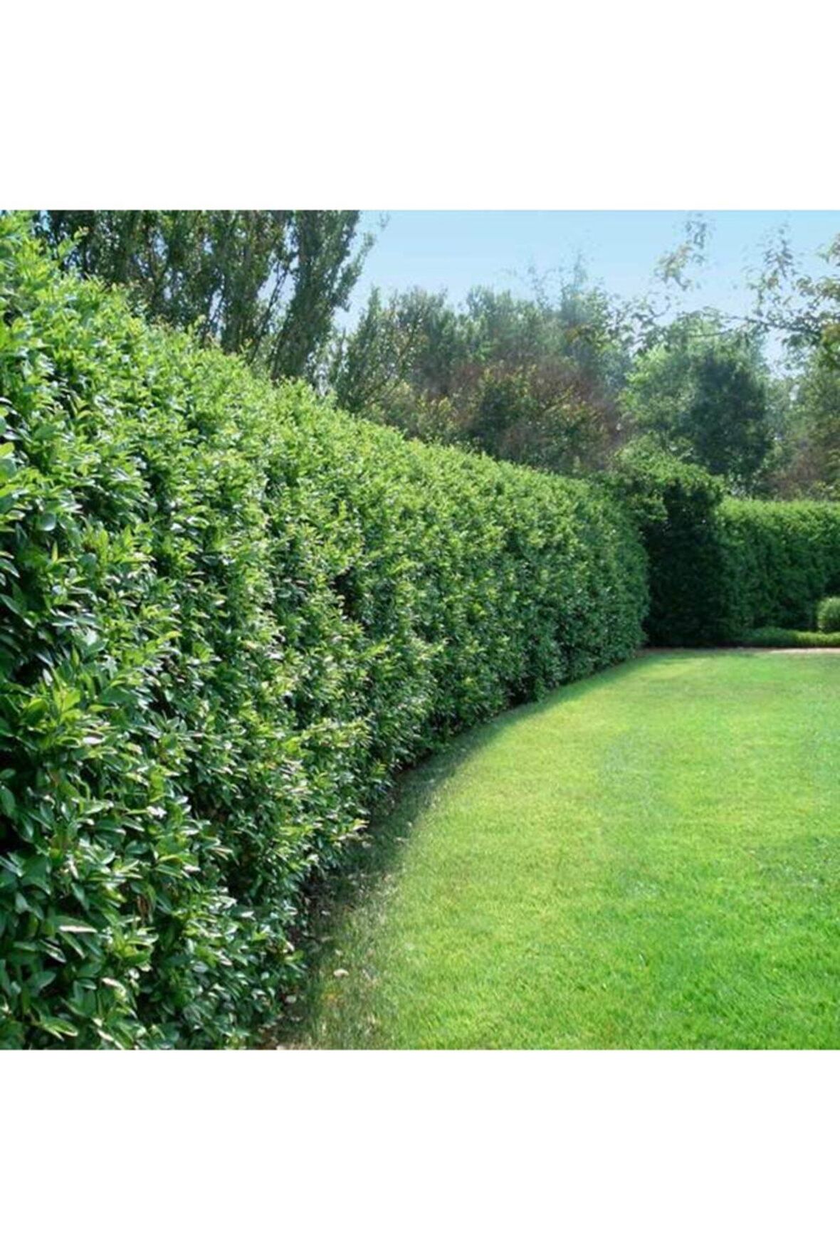 Çit Bitkisi Ligustrum Kurtbağrı Fidanı 5 Adet