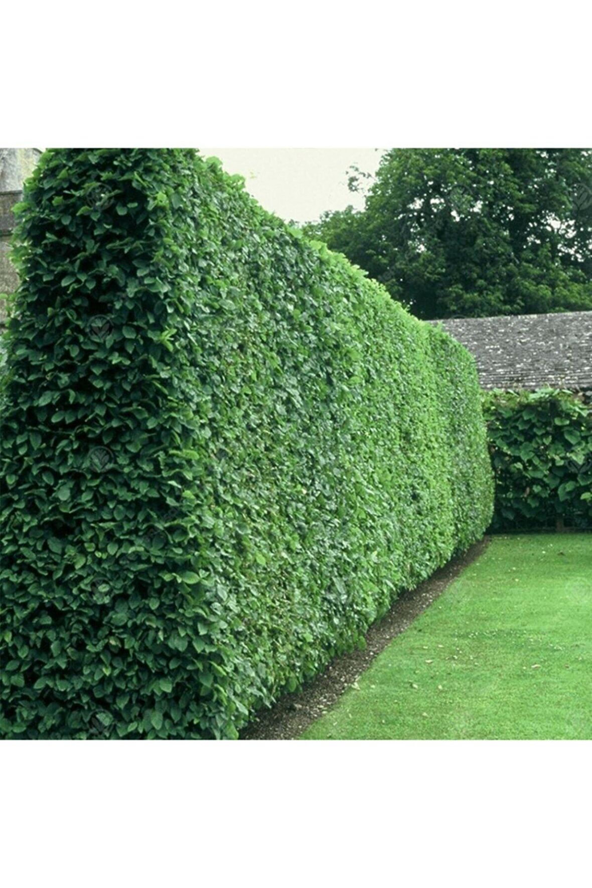  Tüplü Kurtbağrı(ligustrum) Fidanı 