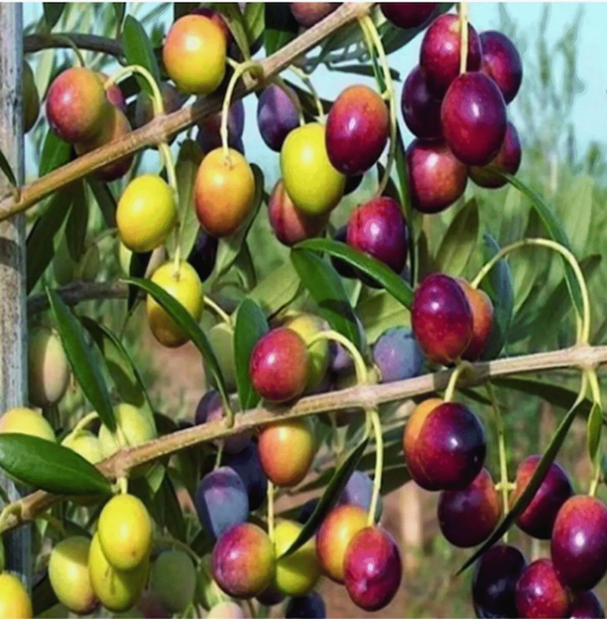 Gemlik (Trilye) Zeytin Fidanı 1 Yaşlı