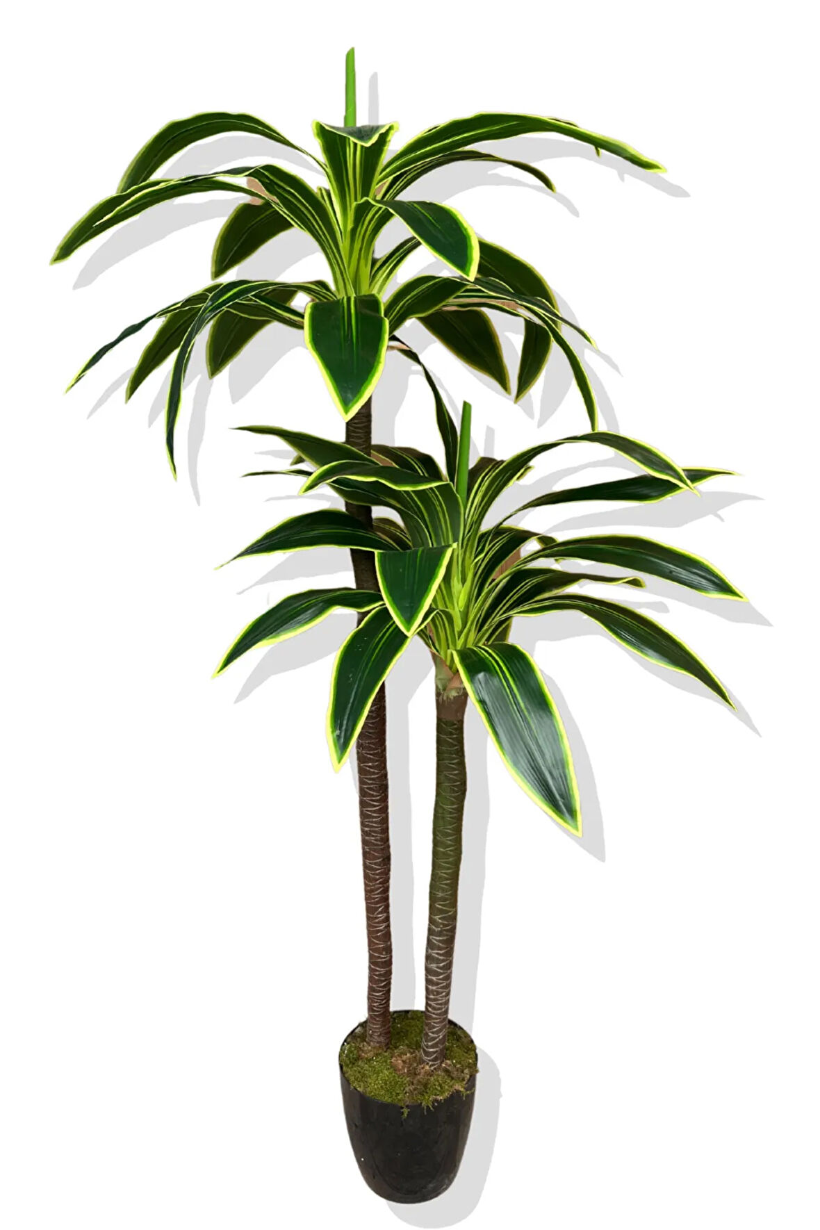 Yapay Ağaç Dracena Massengana 2 Gövde 175-180 Cm