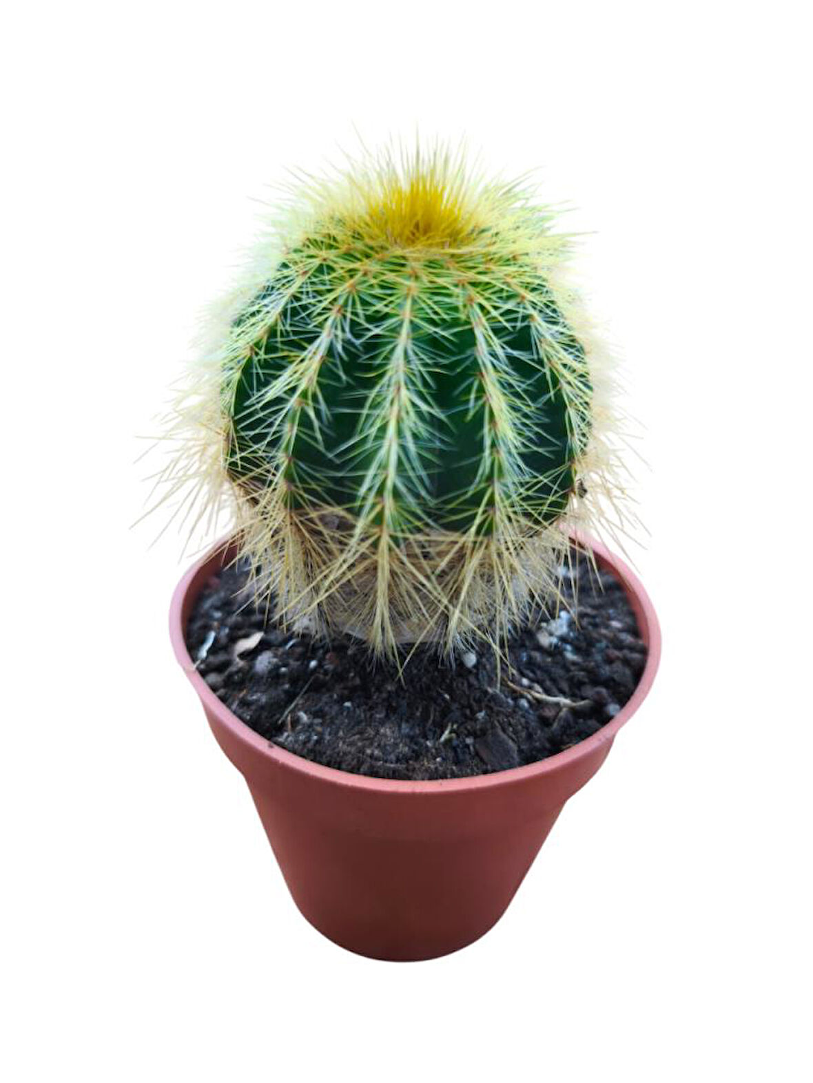 NATOCACTUS MAGNİFİCUS 8,5 CM LİK SAKSIDA 17 CM UZUNLUKTA