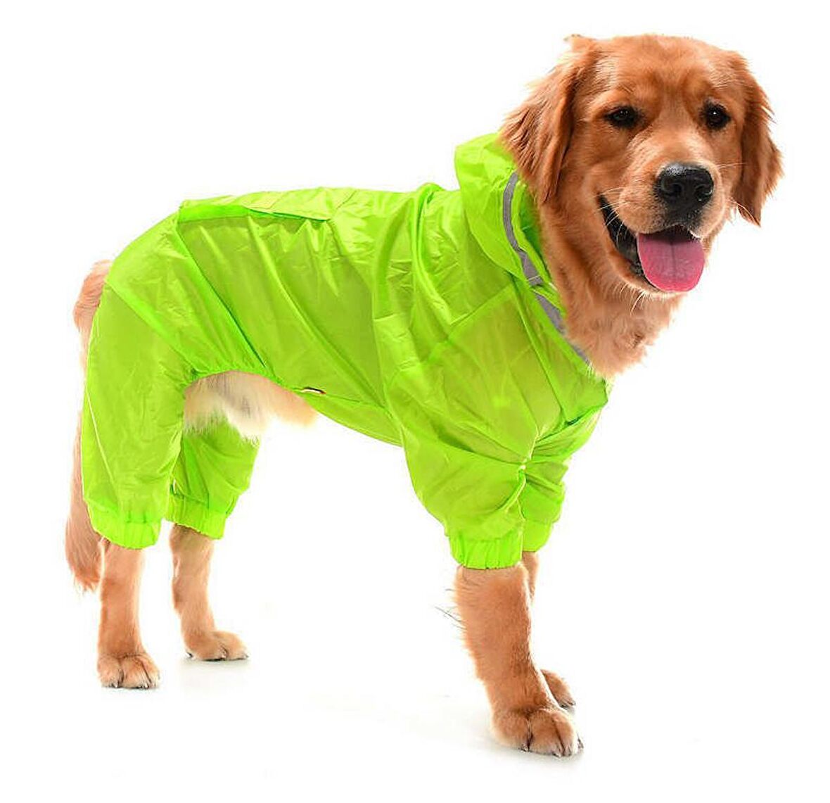 Büyük Irk Paçalı Köpek Yağmurluk - Baggi Yeşil