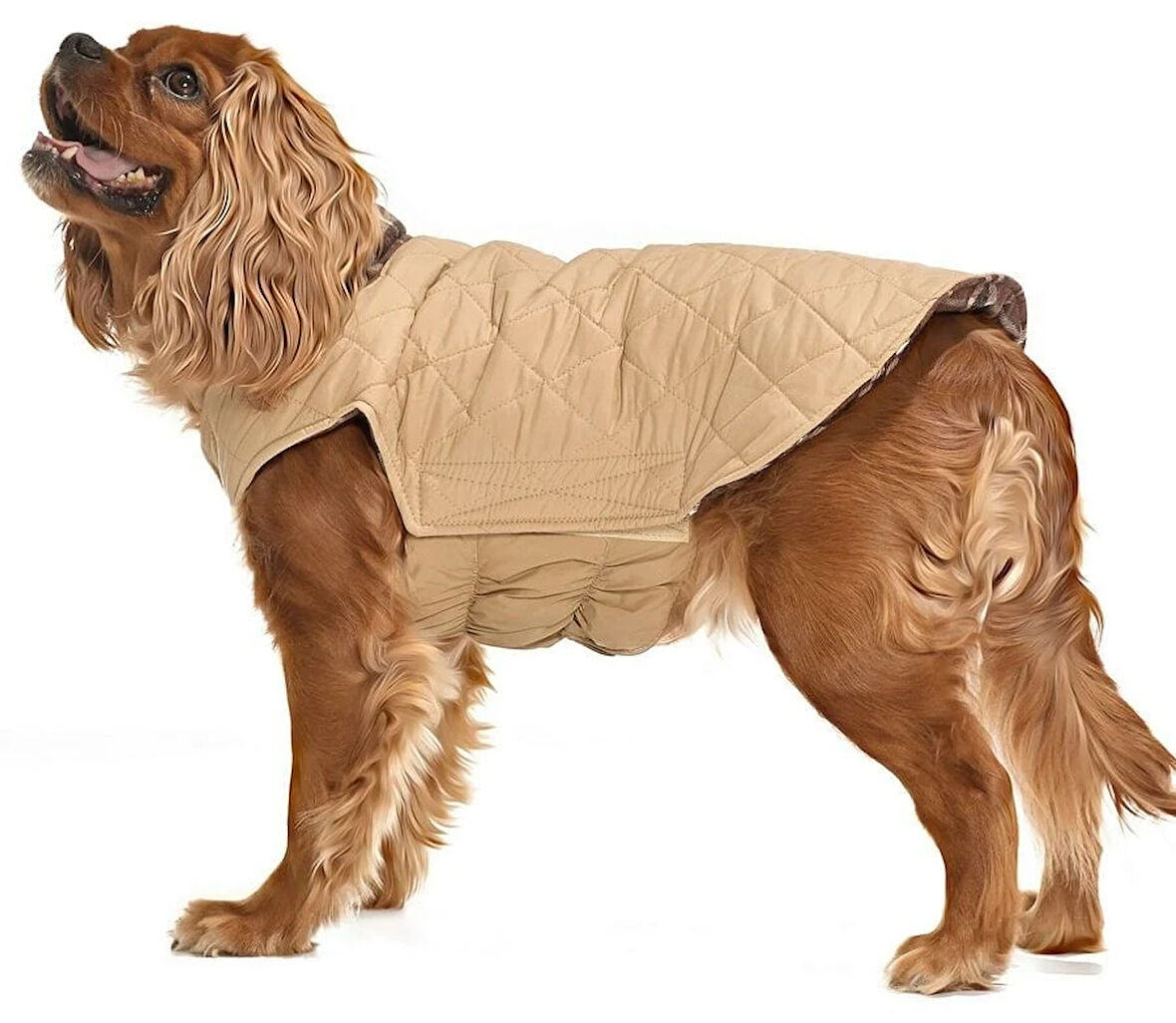 Küçük ve Orta Irk Köpek Mont Kampe Çift Taraflı Krem
