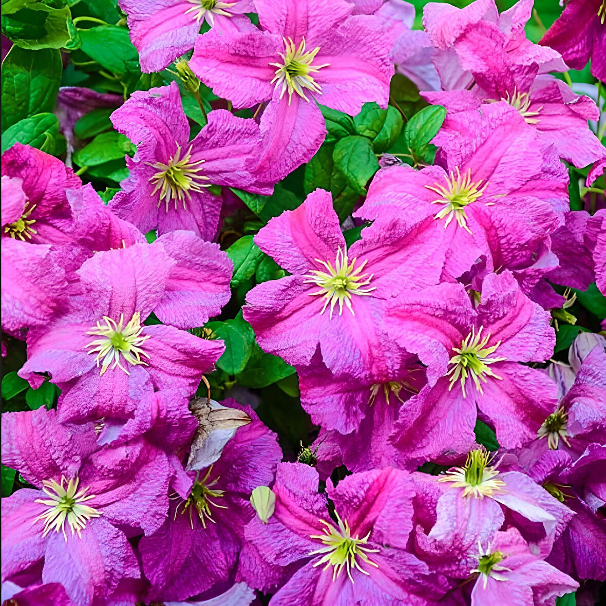 Heather Herschell Clematis Orman Asması Çiçeği Fidanı (5-10 cm)