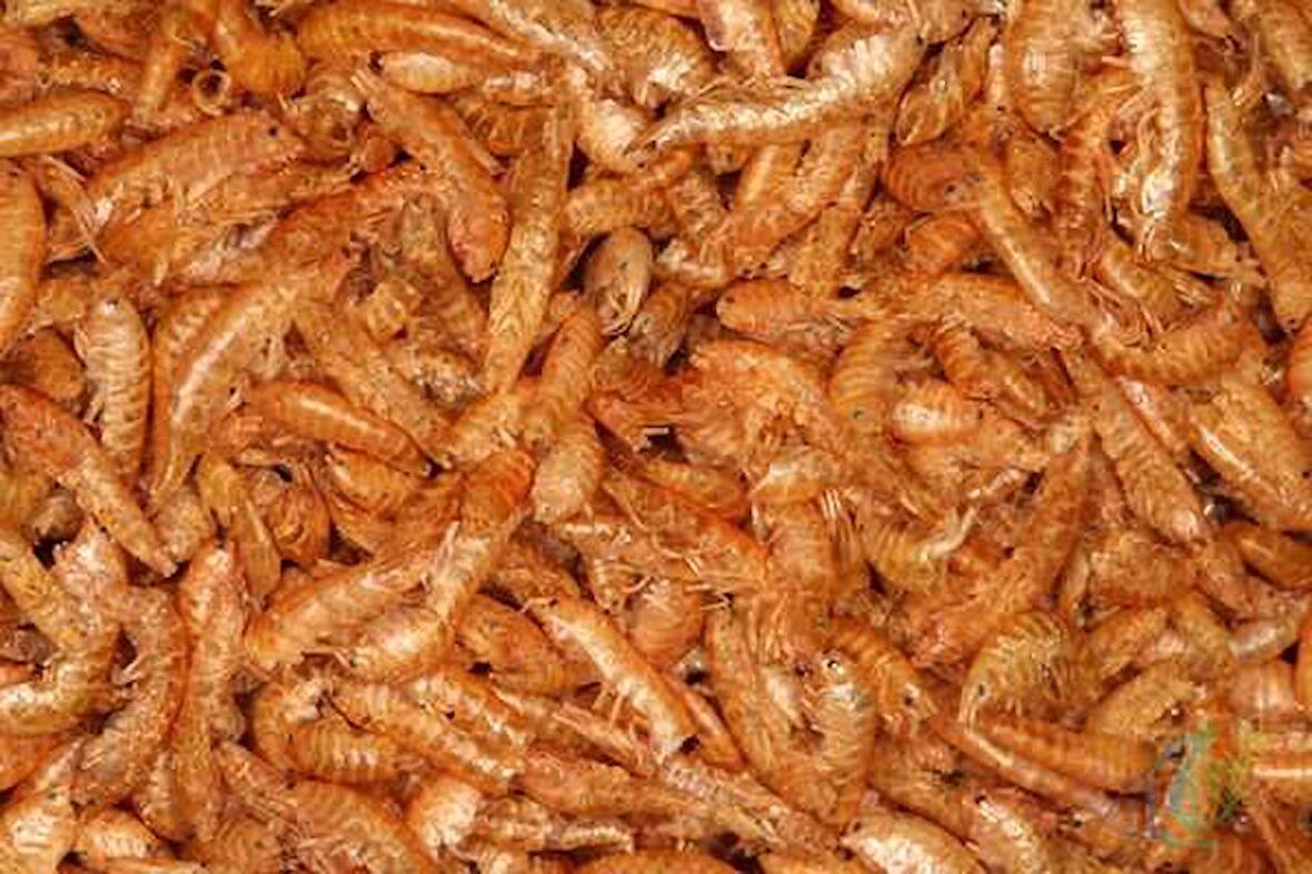 Gammarus (KURUTULMUŞ KARİDES) Balık Ve Kaplumbağa Yemi 50gr