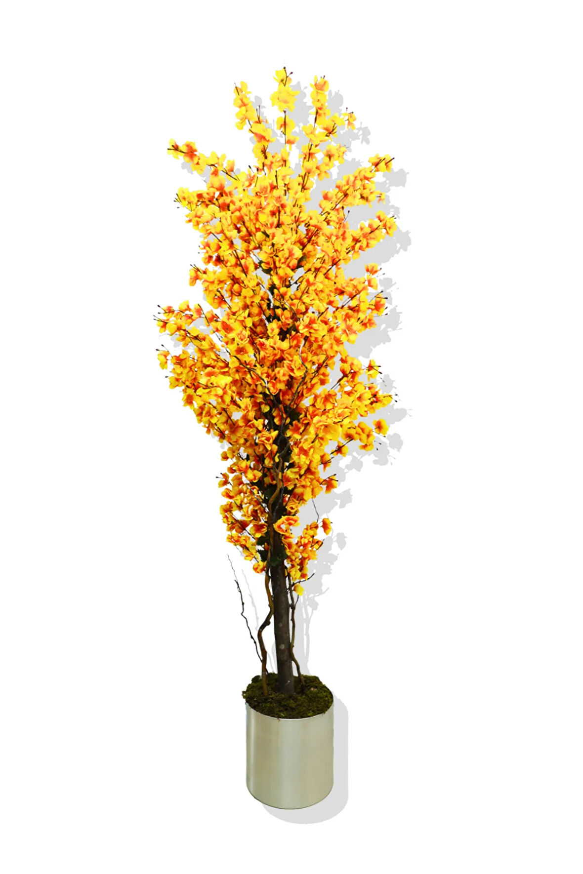 Alev Sarısı Bahar Dalı 180 Cm 25x25 Metal Saksı