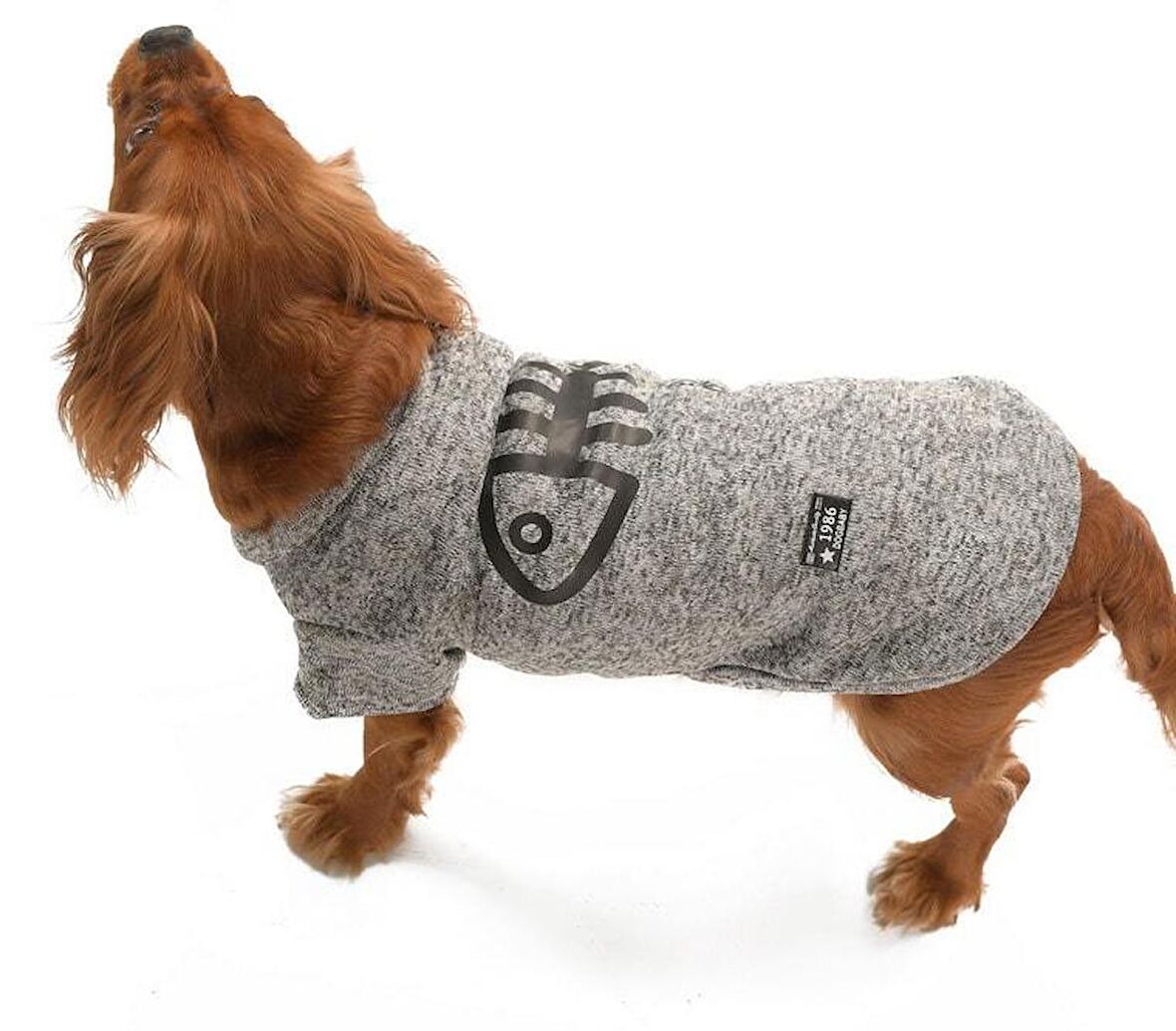 Küçük ve Orta Irk Köpek Kazak - Lalit Gri