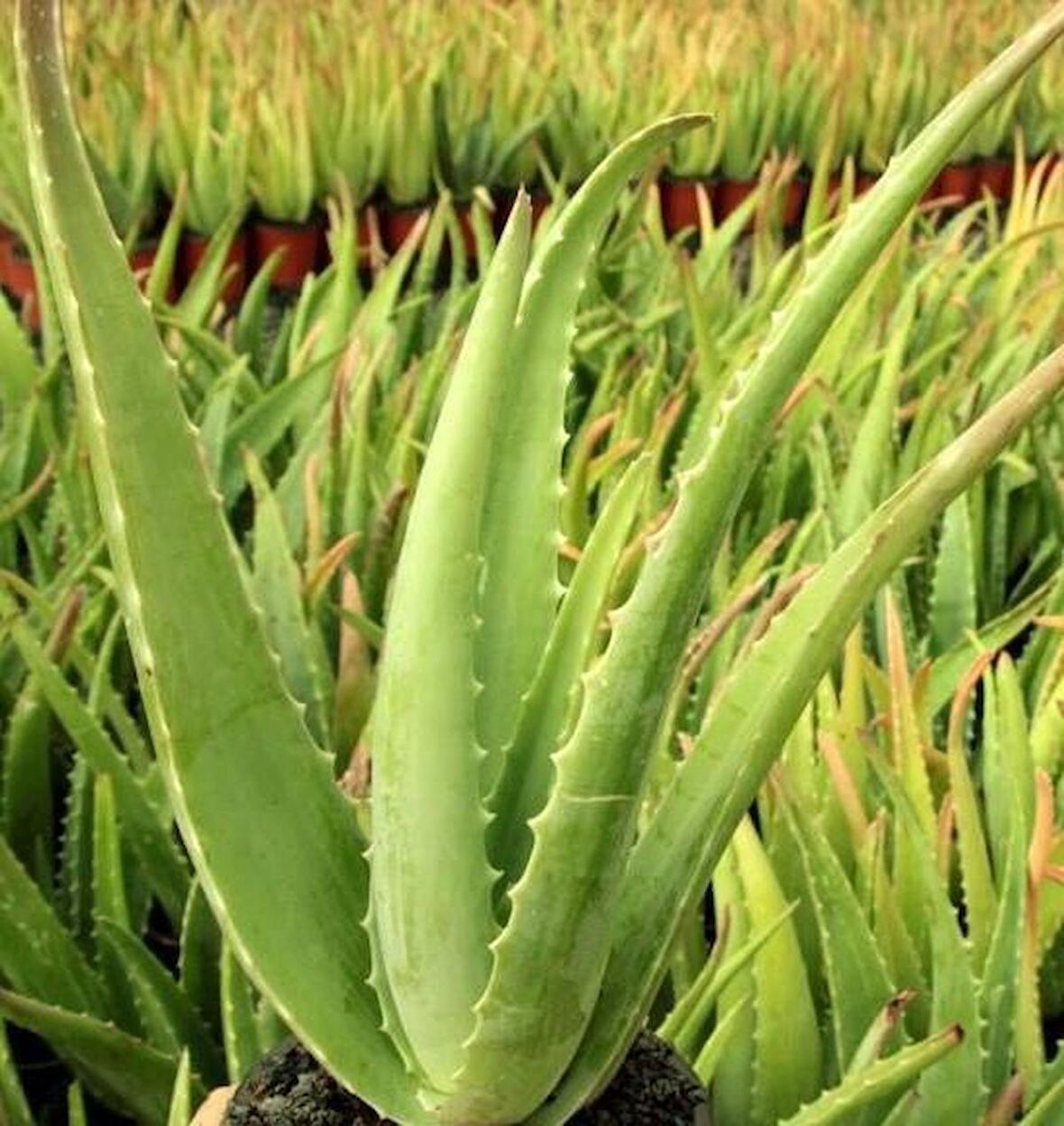 ALOEVERA