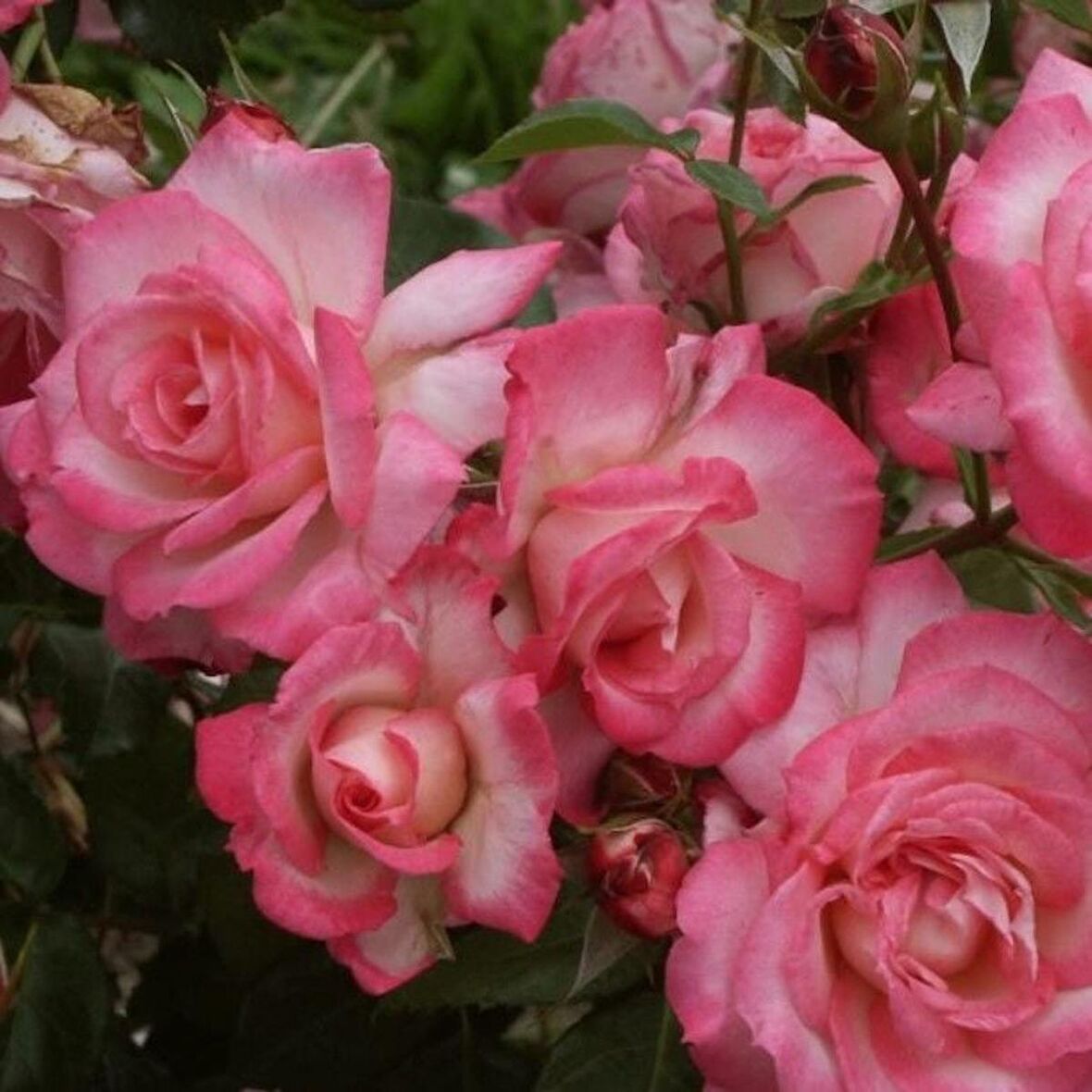 Tüplü Koleksiyonluk  Yediveren Kokulu Pembe Beyaz Harlekin Sarmaşık Gül Fidanı