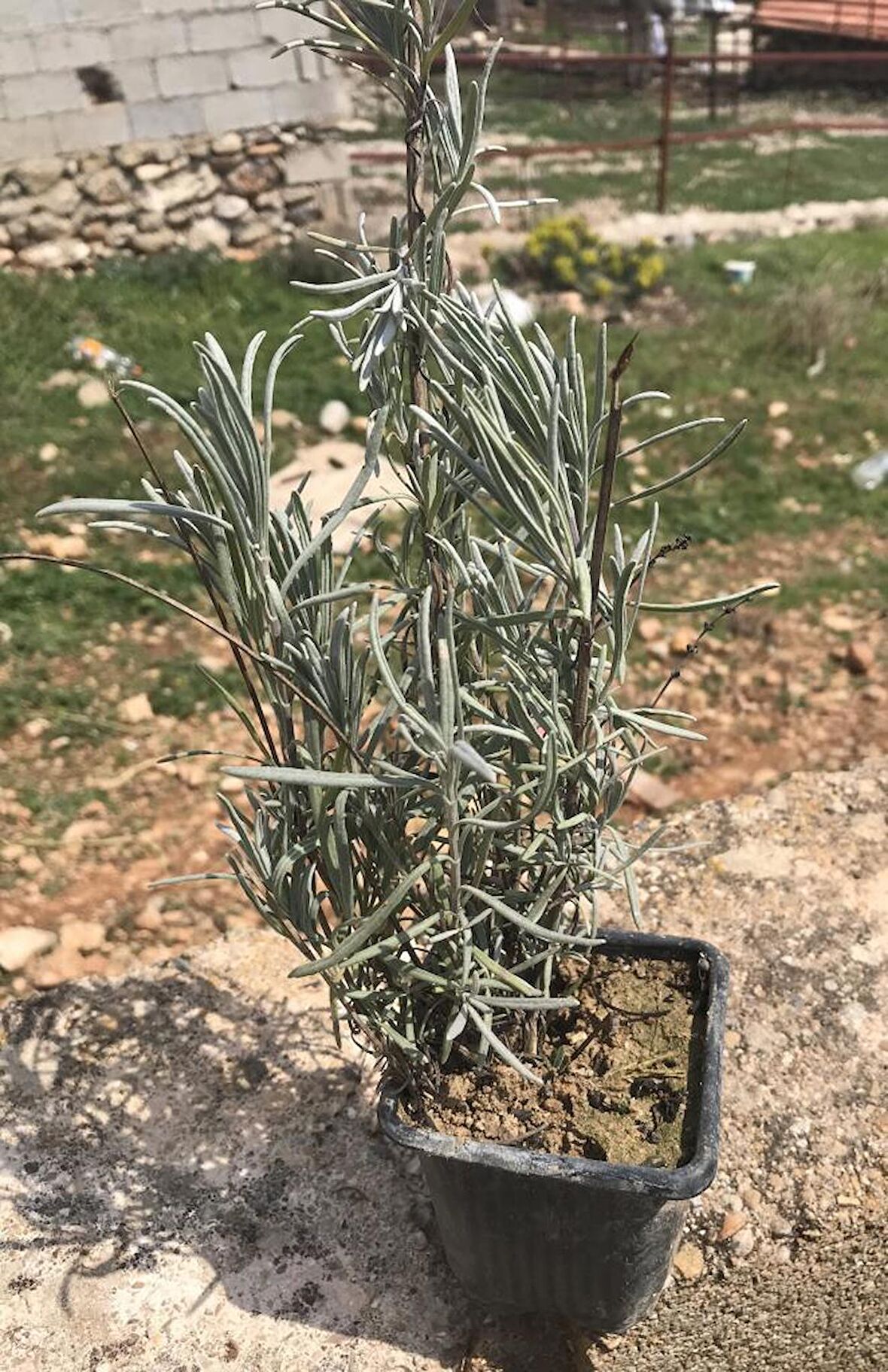Tıbbi Aromatik Lavanta Fidanı Fidesi 10-20 Cm