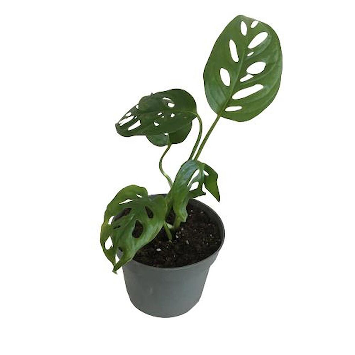 MİNİ BOY MONSTERA MONKEY MASK 25 CM