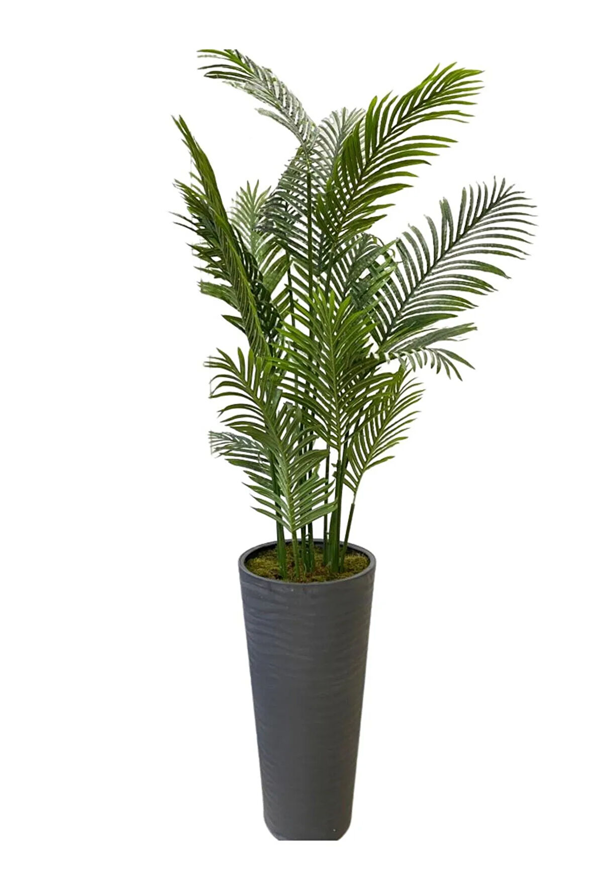 Areka 15 Yaprak 200 Cm 70x35 Özel Tasarım Saksı