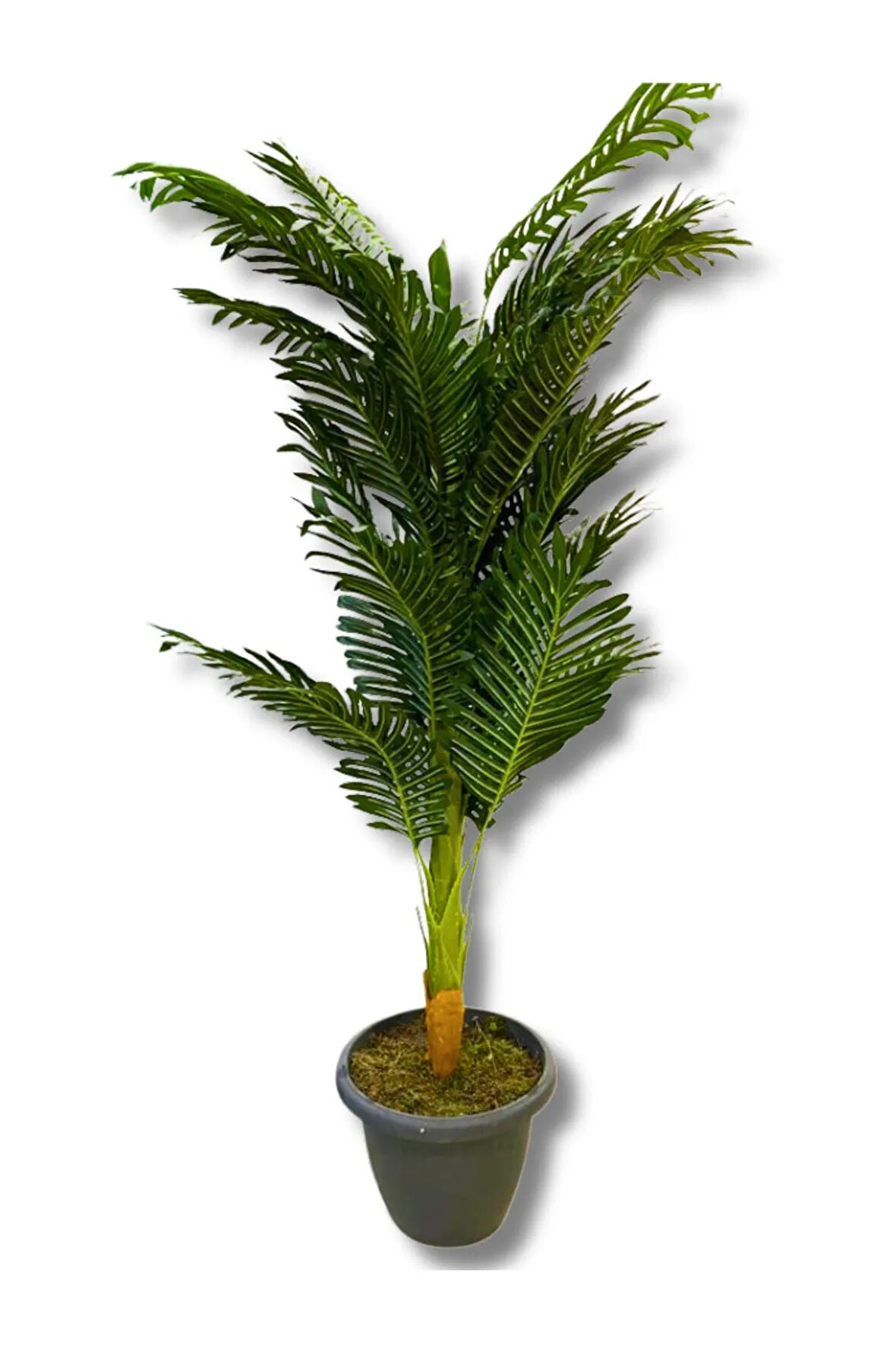 Areka Tek Gövde 170 Cm Yapay Ağaç Üretim Saksısı