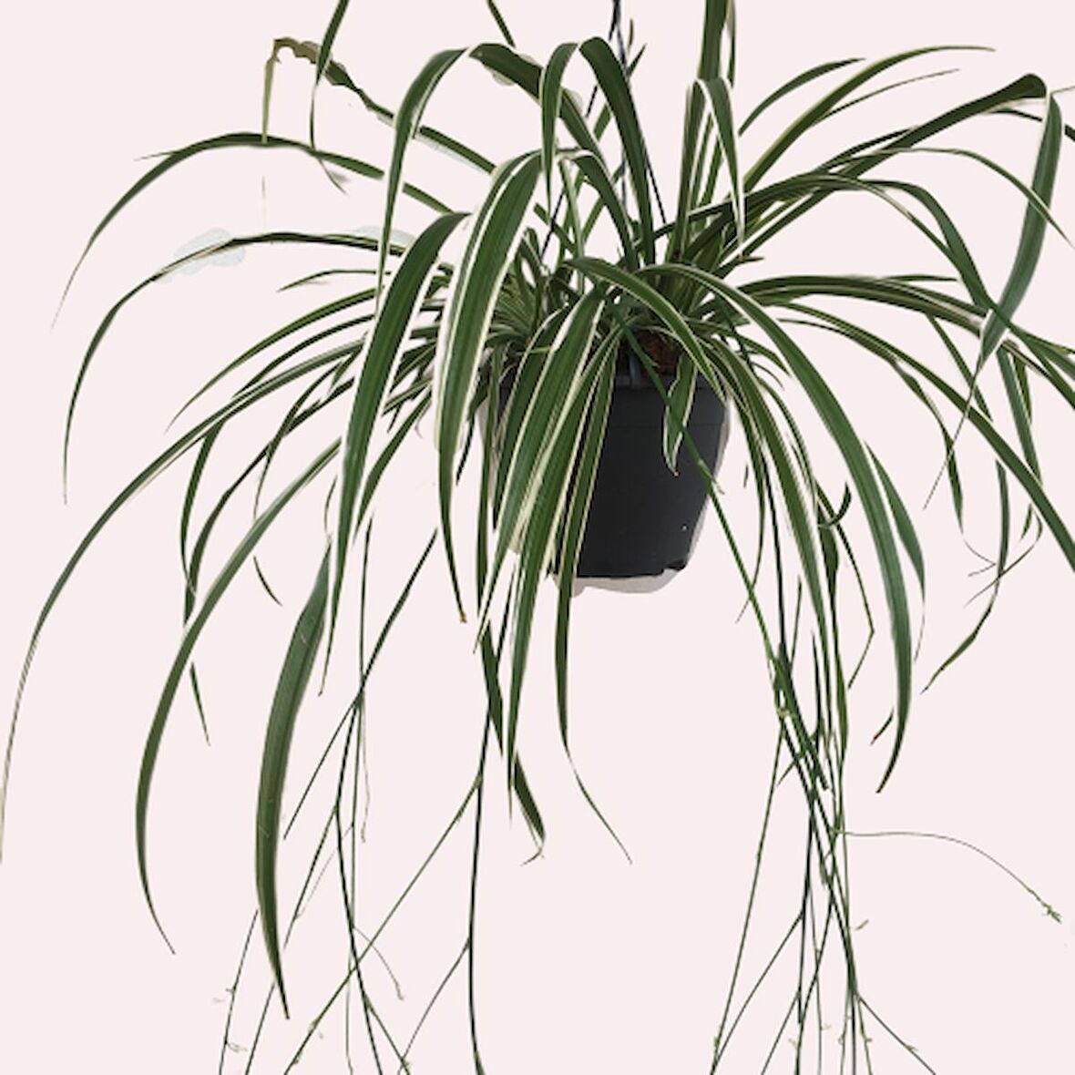 CHLOROPHYTUM - ASKILI KURDELA ÇİÇEĞİ 