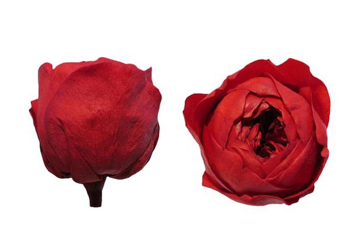 ROSE AMOR ÖZEL ŞOKLANMIŞ GÜL XL-SOLMAYAN GÜL 