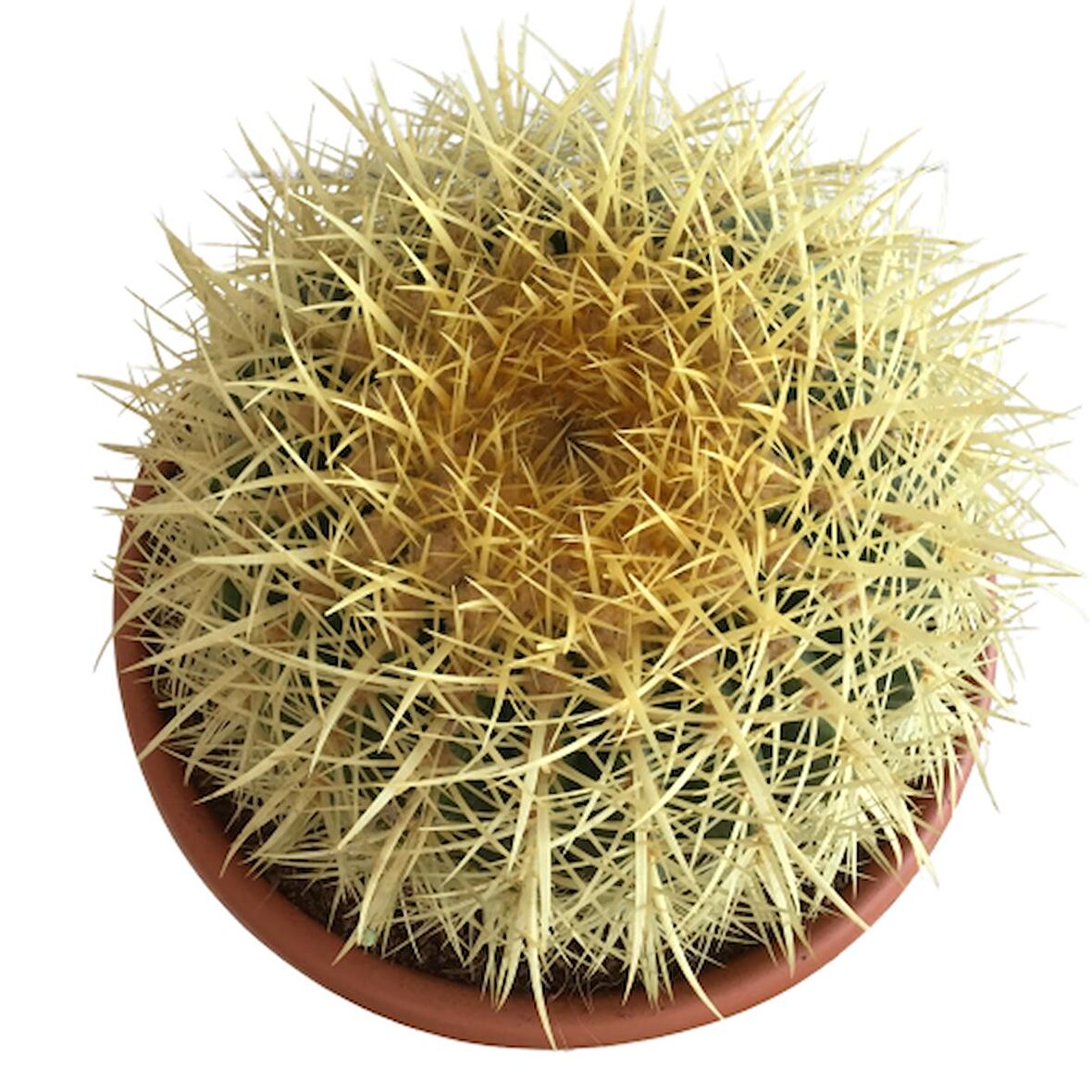 ECHİNOCACTUS GRUSONİİ - ALTIN FIÇI KAKTÜSÜ 20-25 CM